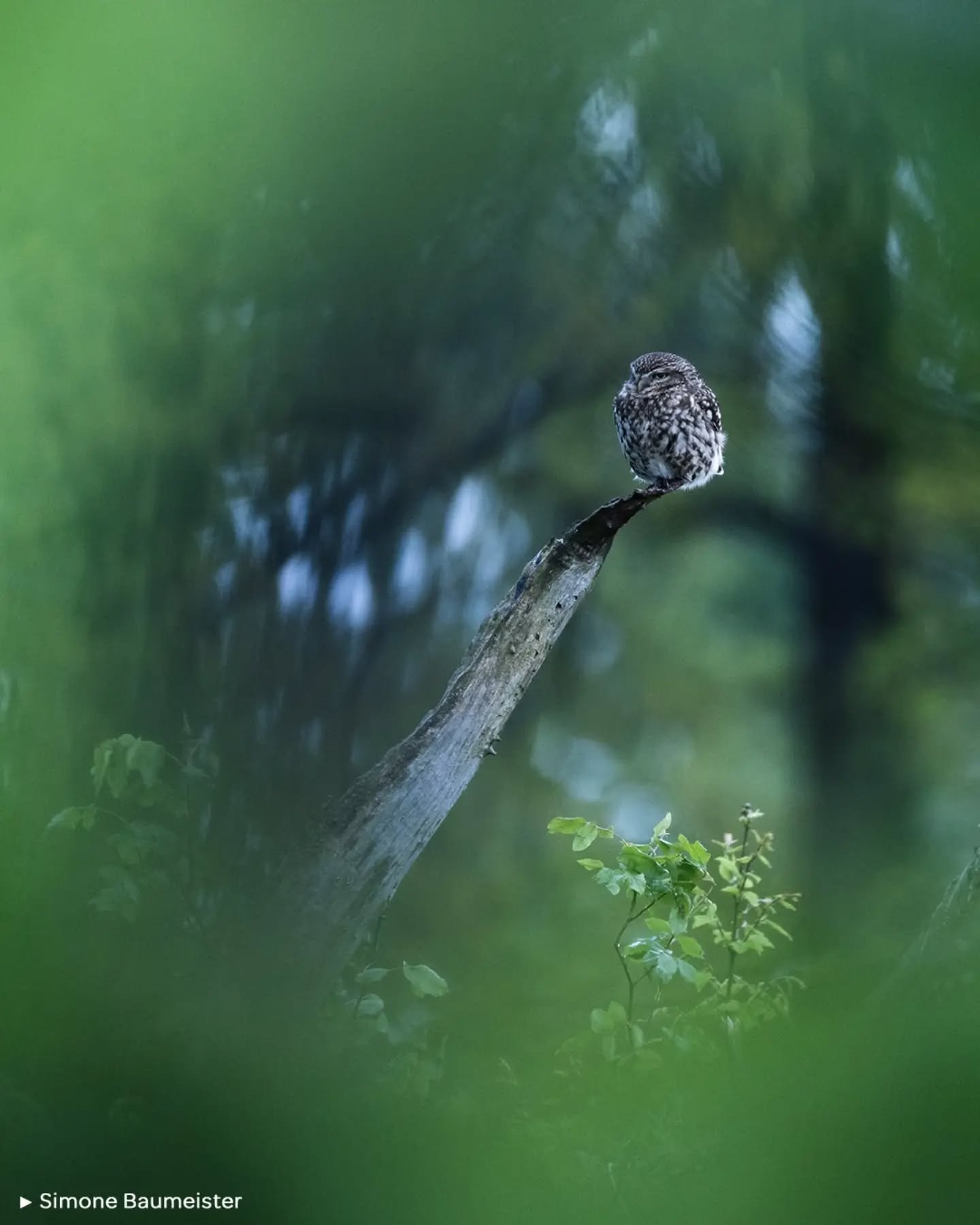 🦉 THE LITTLE OWL - MAKING THE INVISIBLE VISIBLE

🗨️ " En los &uacute;ltimos a&ntilde;os, observarlos y fotografiarlos se ha convertido en mi pa&not;si&oacute;n. He fotografiado mochuelos en diversos lugares. Mis im&aacute;genes buscan hacer vi