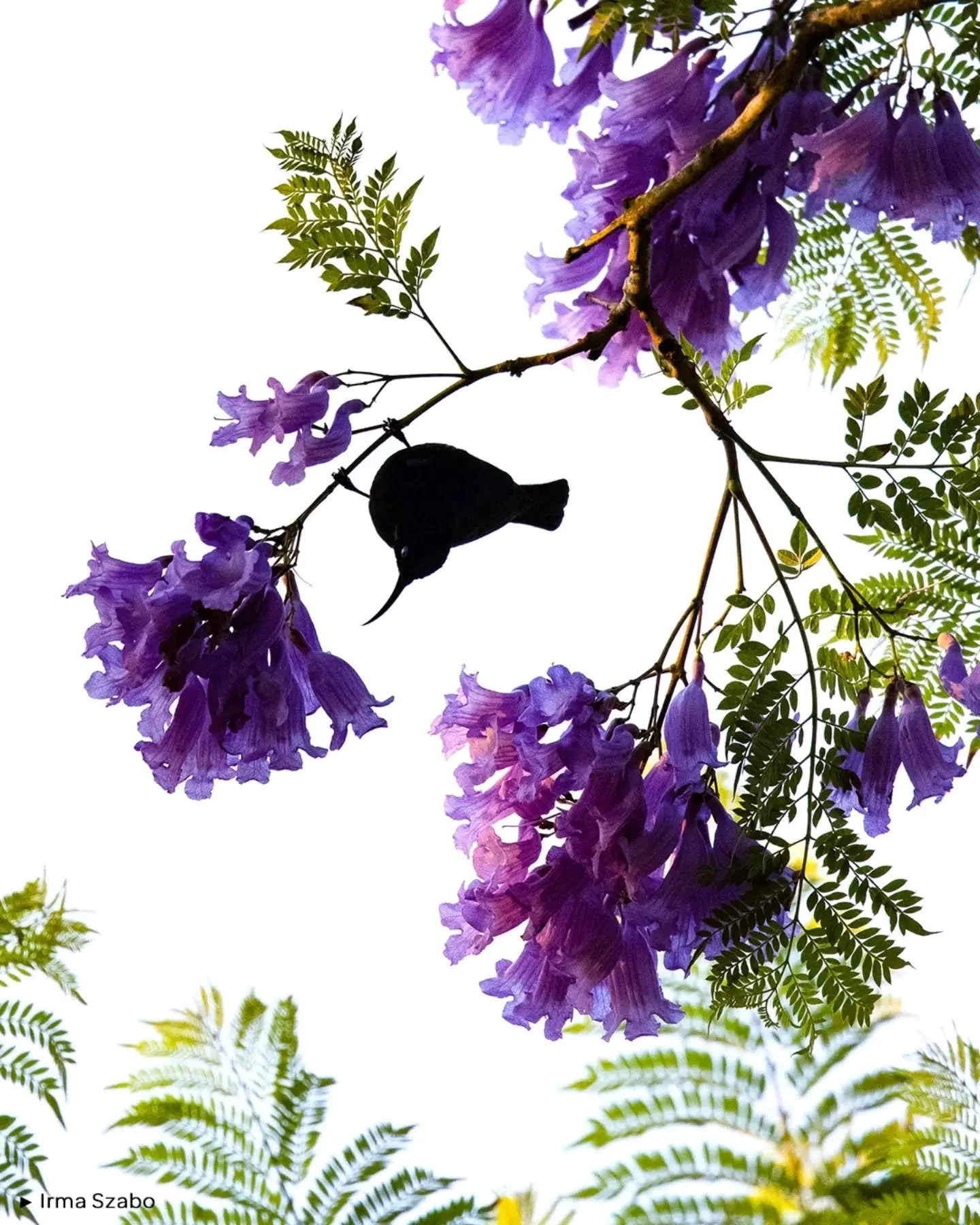 🌸 SPRING

🗨️ " La foto fue tomada en Sud&aacute;frica a principios de noviem&not;bre. La estaci&oacute;n de las lluvias hace que todo est&eacute; verde y florido. El jacarand&aacute; (Jacaranda sp.) es mi &aacute;rbol favorito. Sus espl&eacute