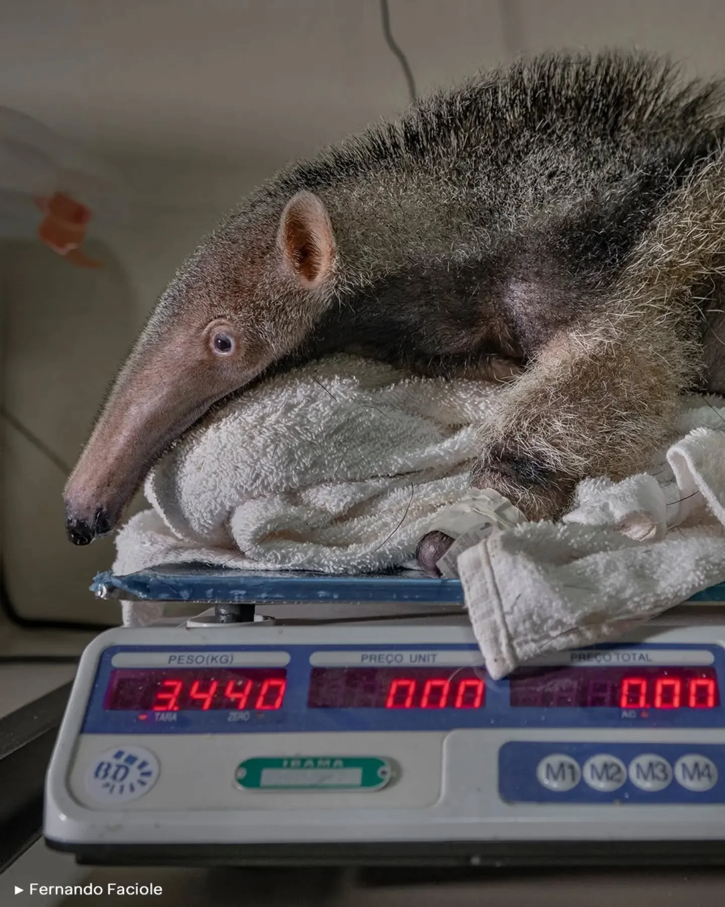 🐻🐜 ANTEATERS AND HIGHWAYS

🗨️ " Los atropellos en las carreteras matan a los osos hormigueros gigantes y de&not;jan hu&eacute;rfanos a muchos cachorros. Los esfuerzos de conservaci&oacute;n se centran en proteger a los adultos y rescatar a la