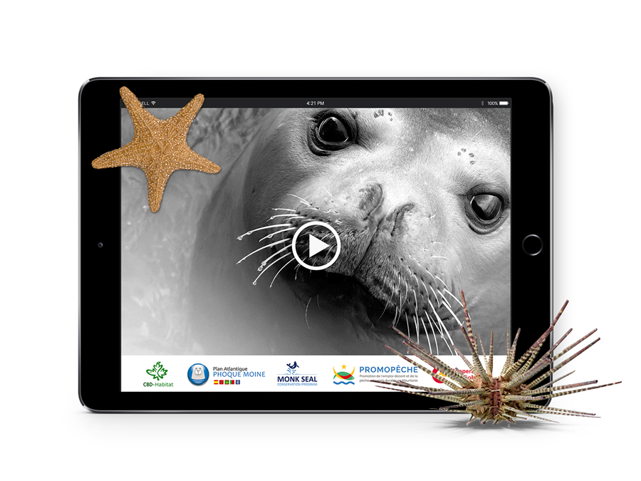DOCU - Las focas de Cabo Blanco