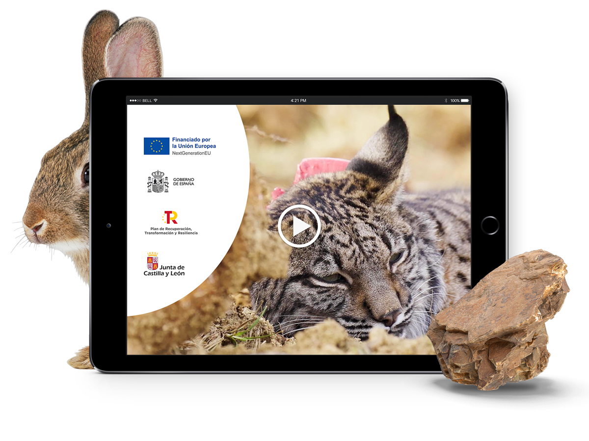 Reintroducción del lince ibérico en CyL - Vídeo