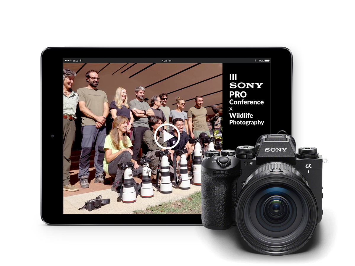 Sony PRO Conferences - Vídeos