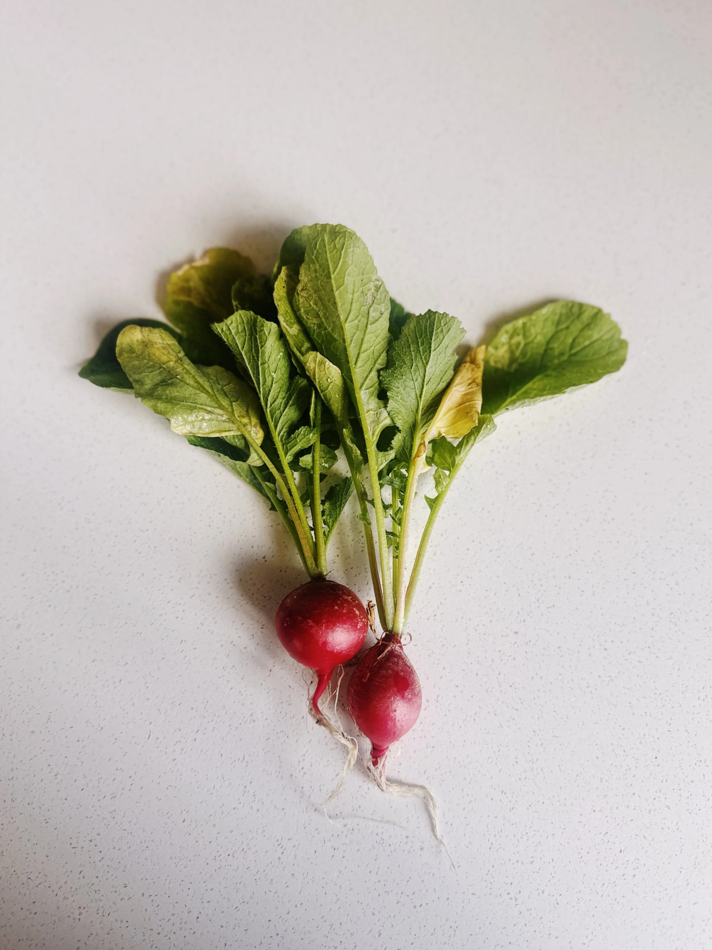 First harvest of the year! I pulled two radishes to add to my tuna salad sandwich for lunch. When I tasted them, I was shocked at how spicy they were. I waited slightly too long to pull them out of the ground, and I think they were a little stressed.