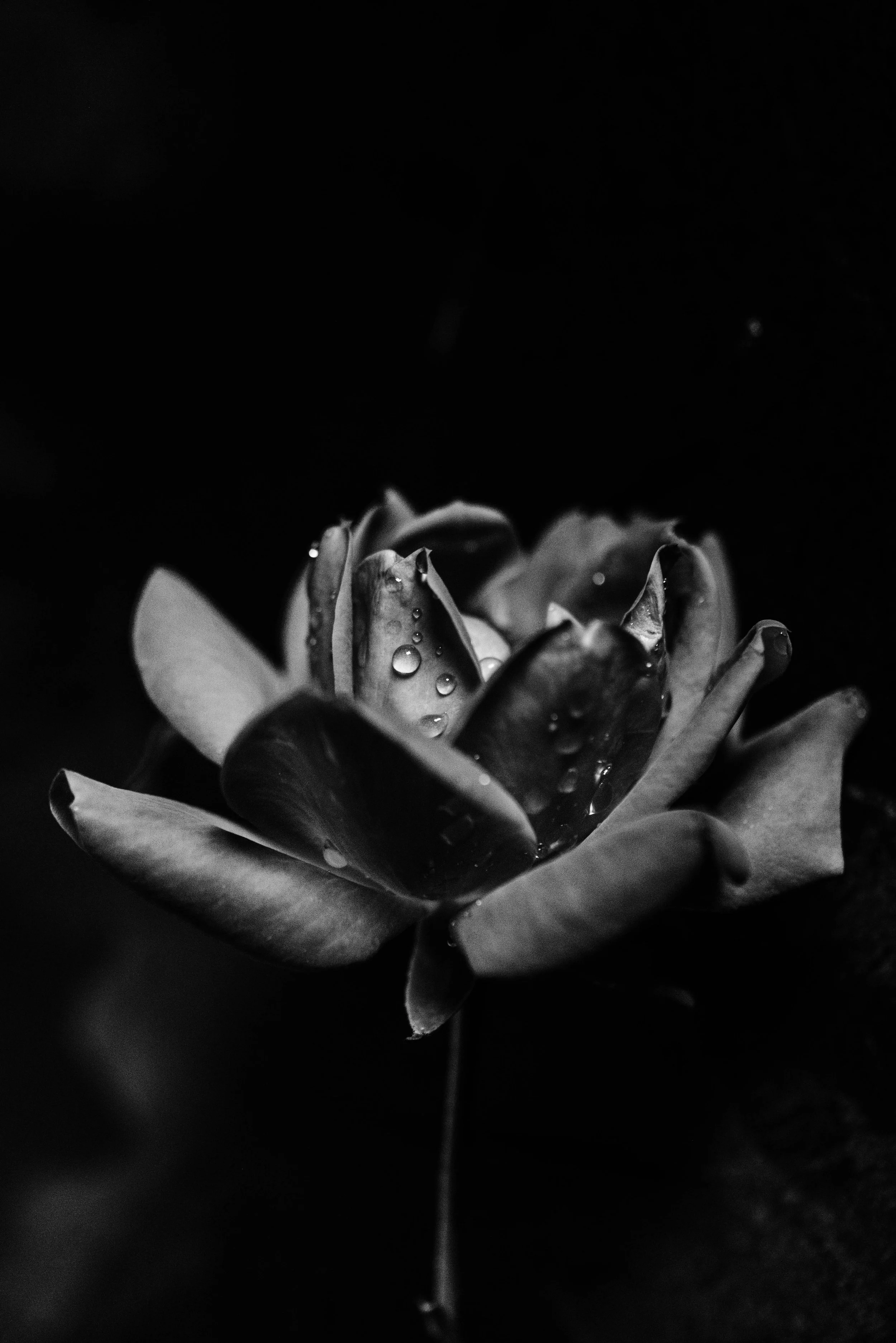 0007-BW-Rose.JPG