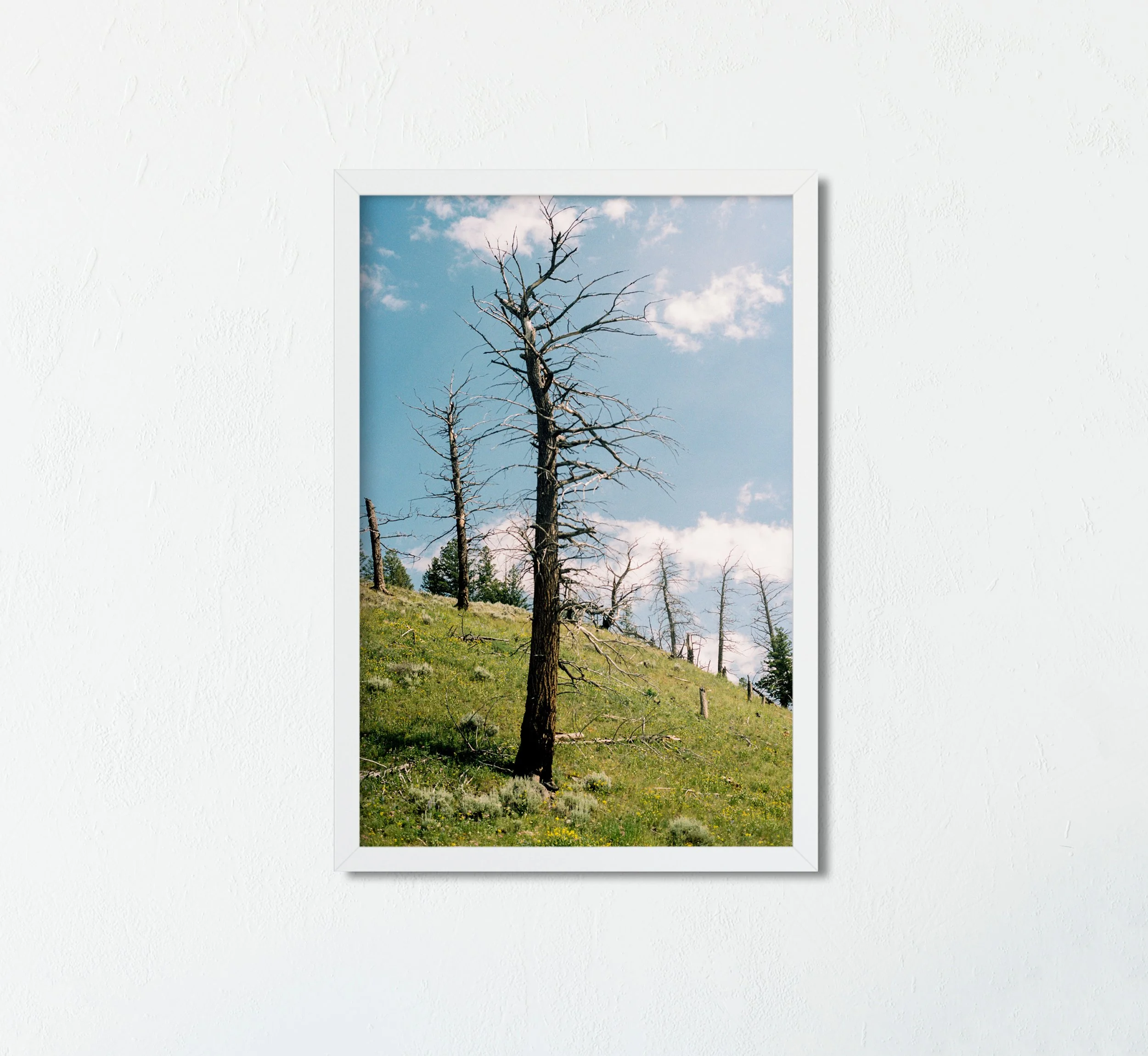 Bare Trees in Yellowstone