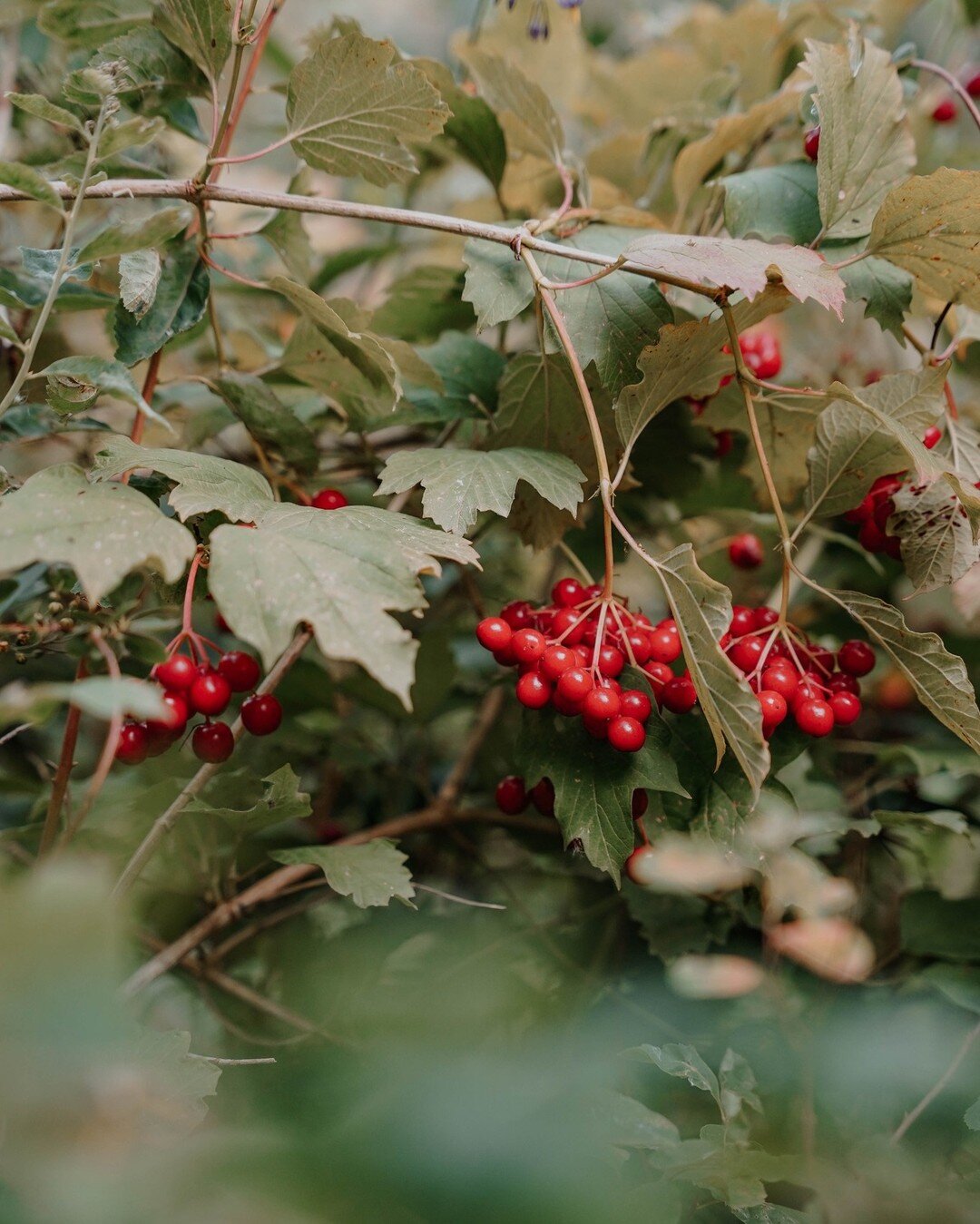 It's gone very quiet at Home Farm this autumn without our glampers 🍂 Subscribe to our newsletter to receive secret discount codes and hear our updates and plans for next year! To subscribe, head to our website and fill in the pop up form

.
.
.
#aut