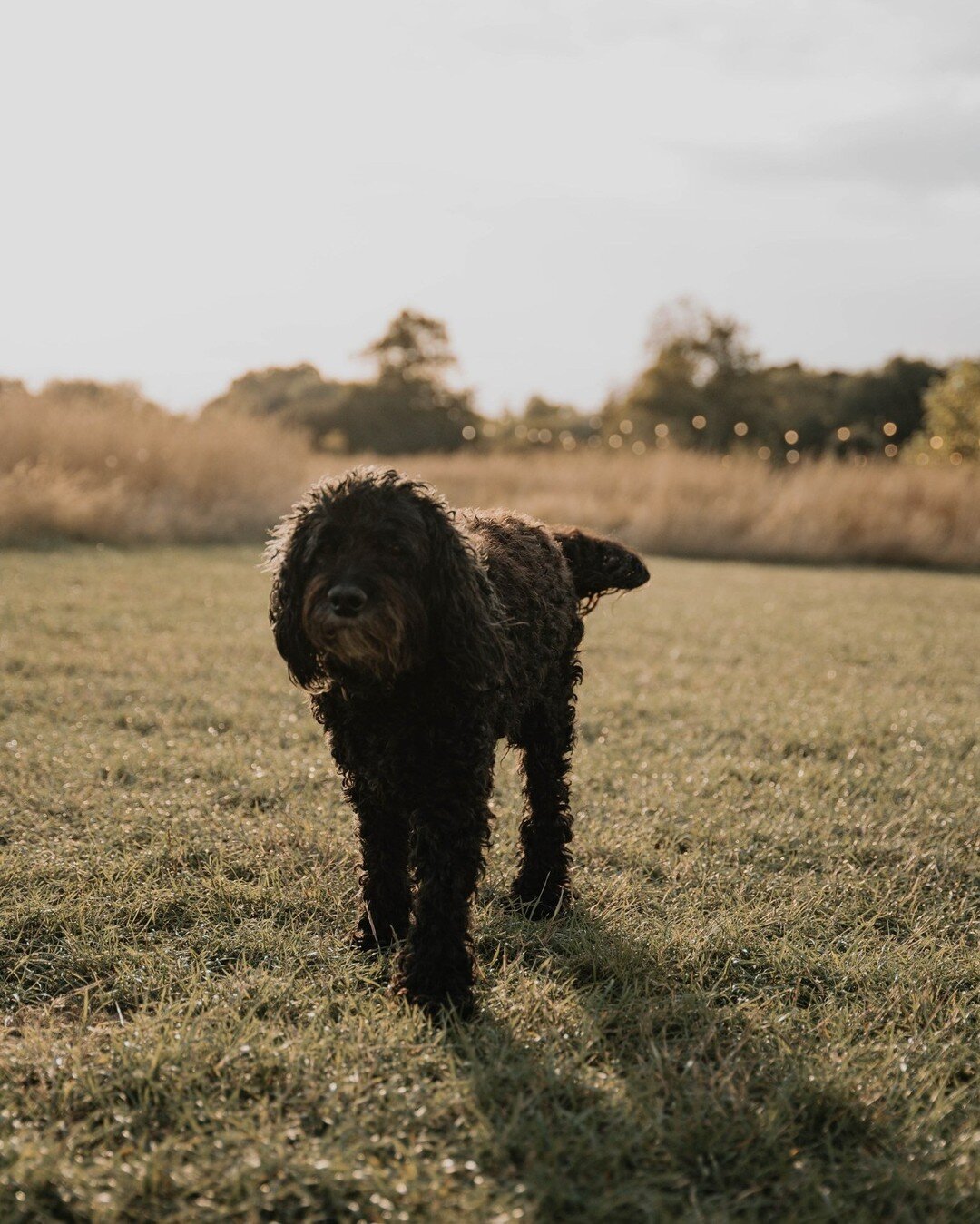 We're big dog lovers at Home Farm Glamping 🐾 We get that it's a faff popping your pooch into kennels for the night or asking favours from neighbours to pop by, so we operate as a dog-friendly site so your pack can all enjoy night away in nature

.
.