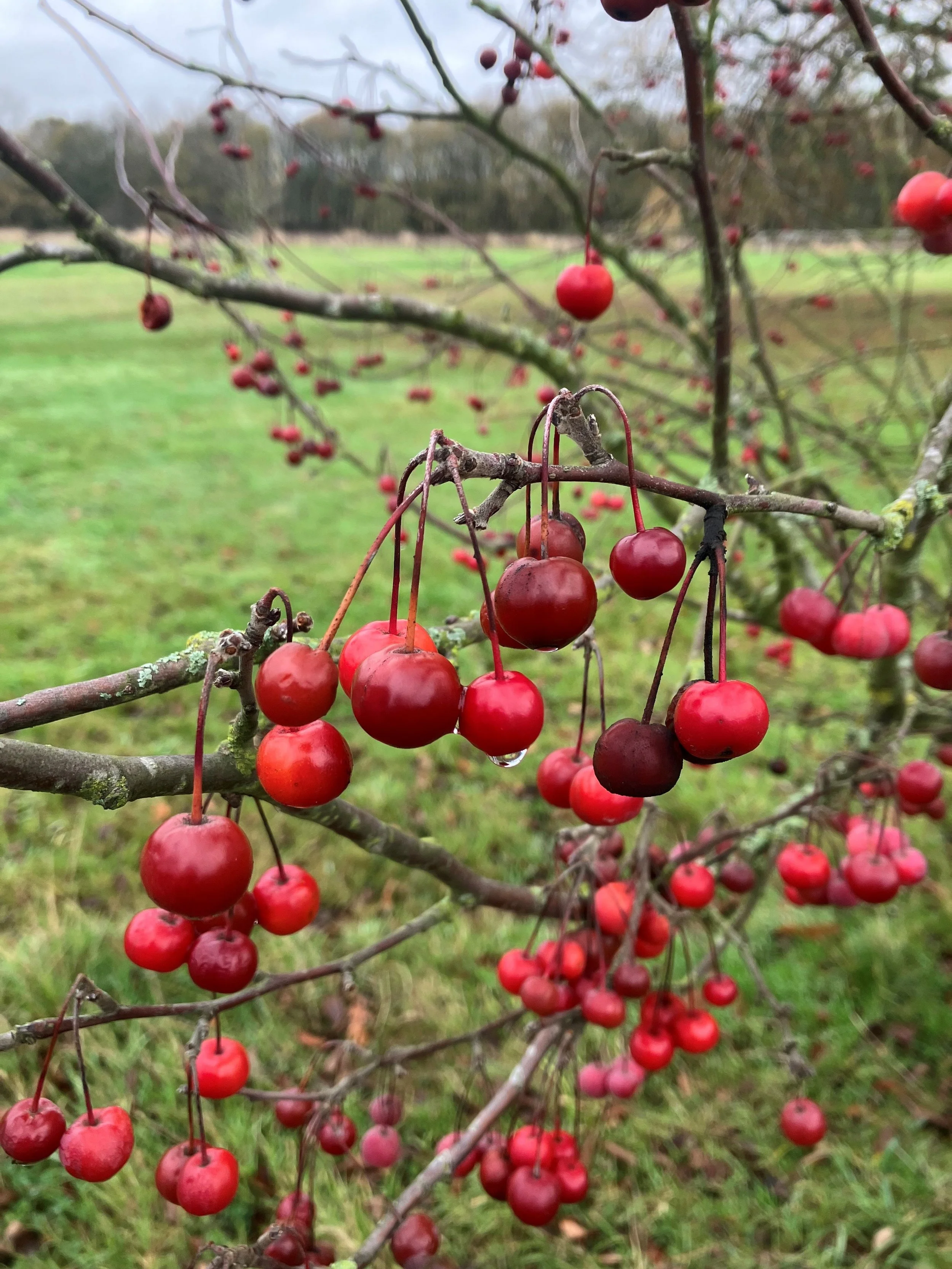 Biodiversity Spotlight: Wild Fruit Trees