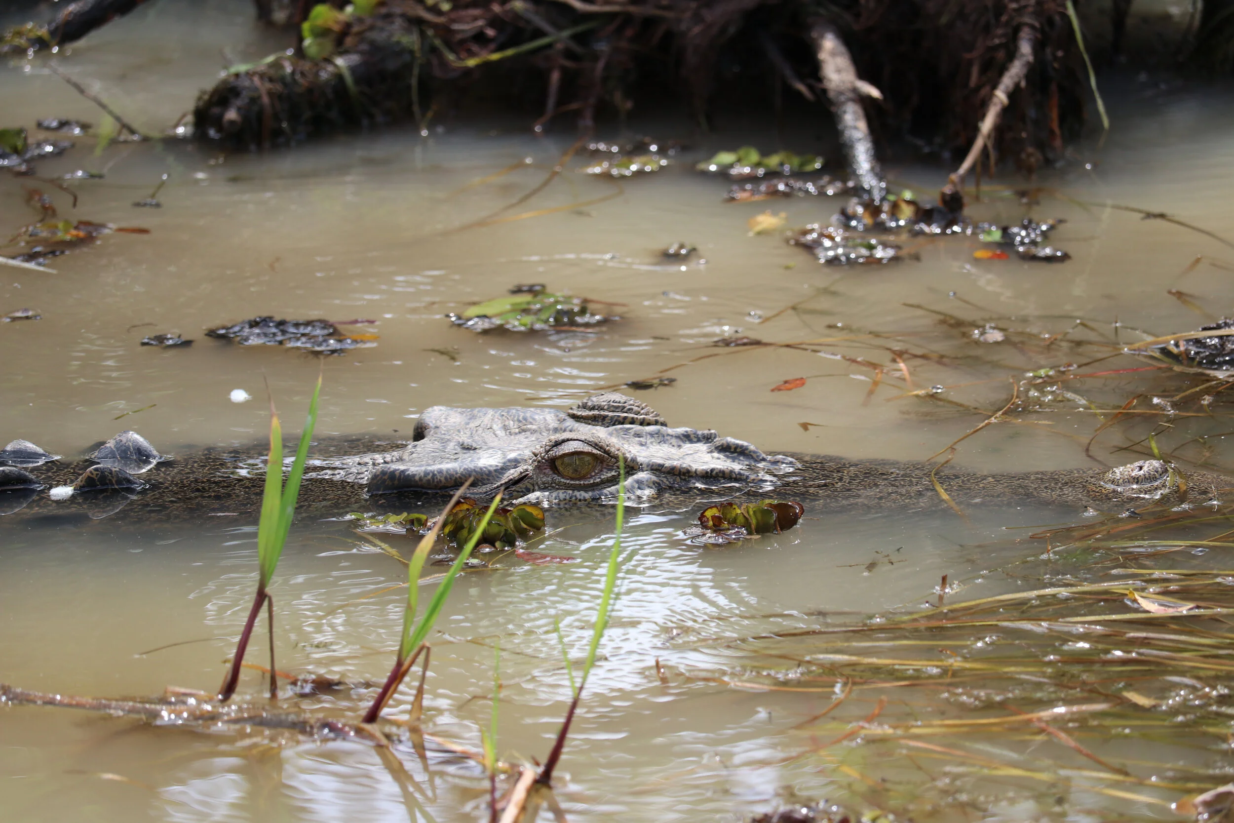 Lanscape - Australia