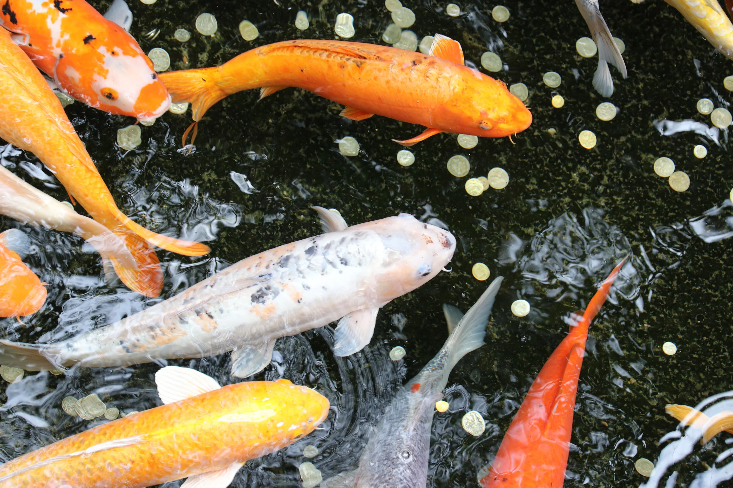 Lanscape - Australia