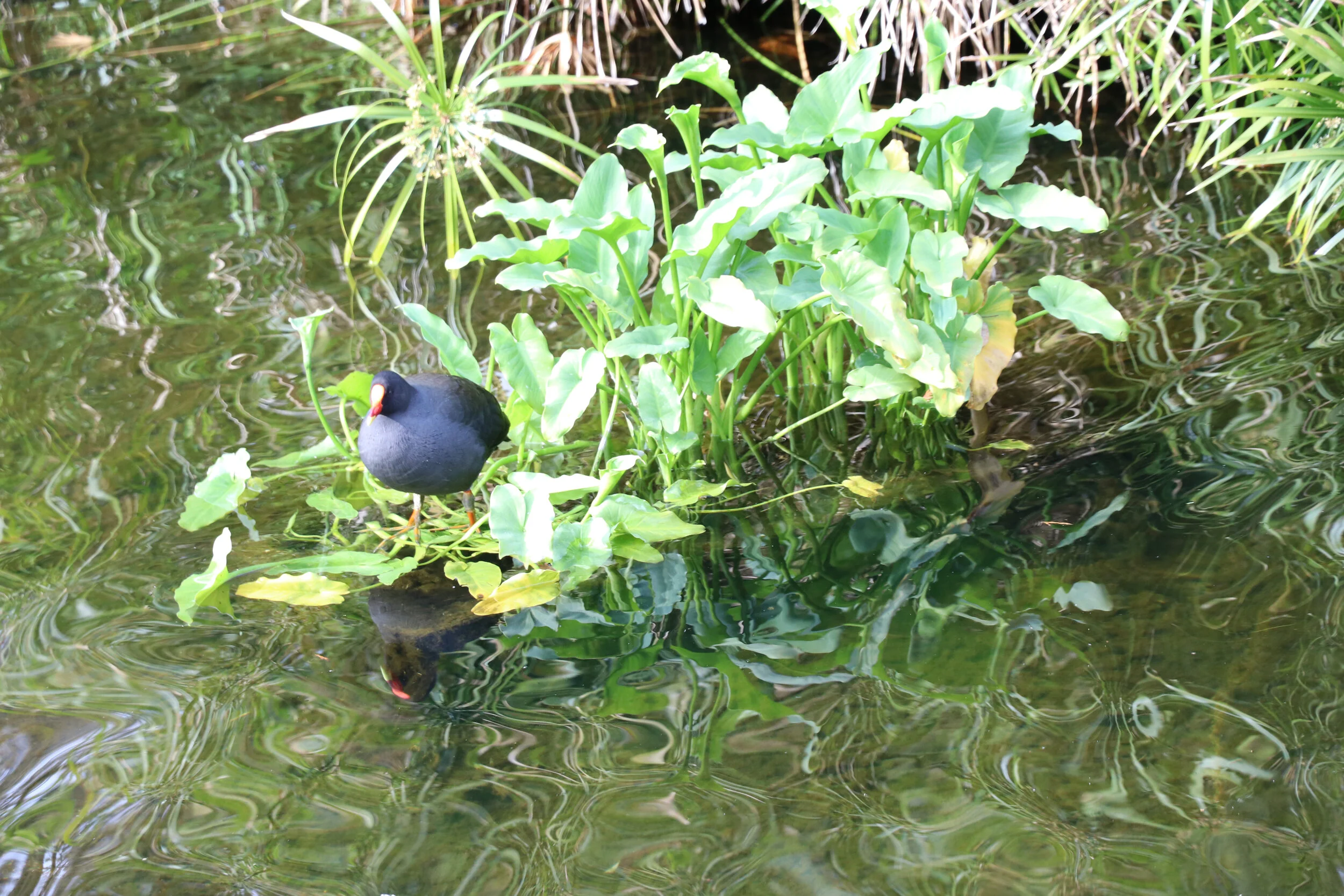 Lanscape - Australia