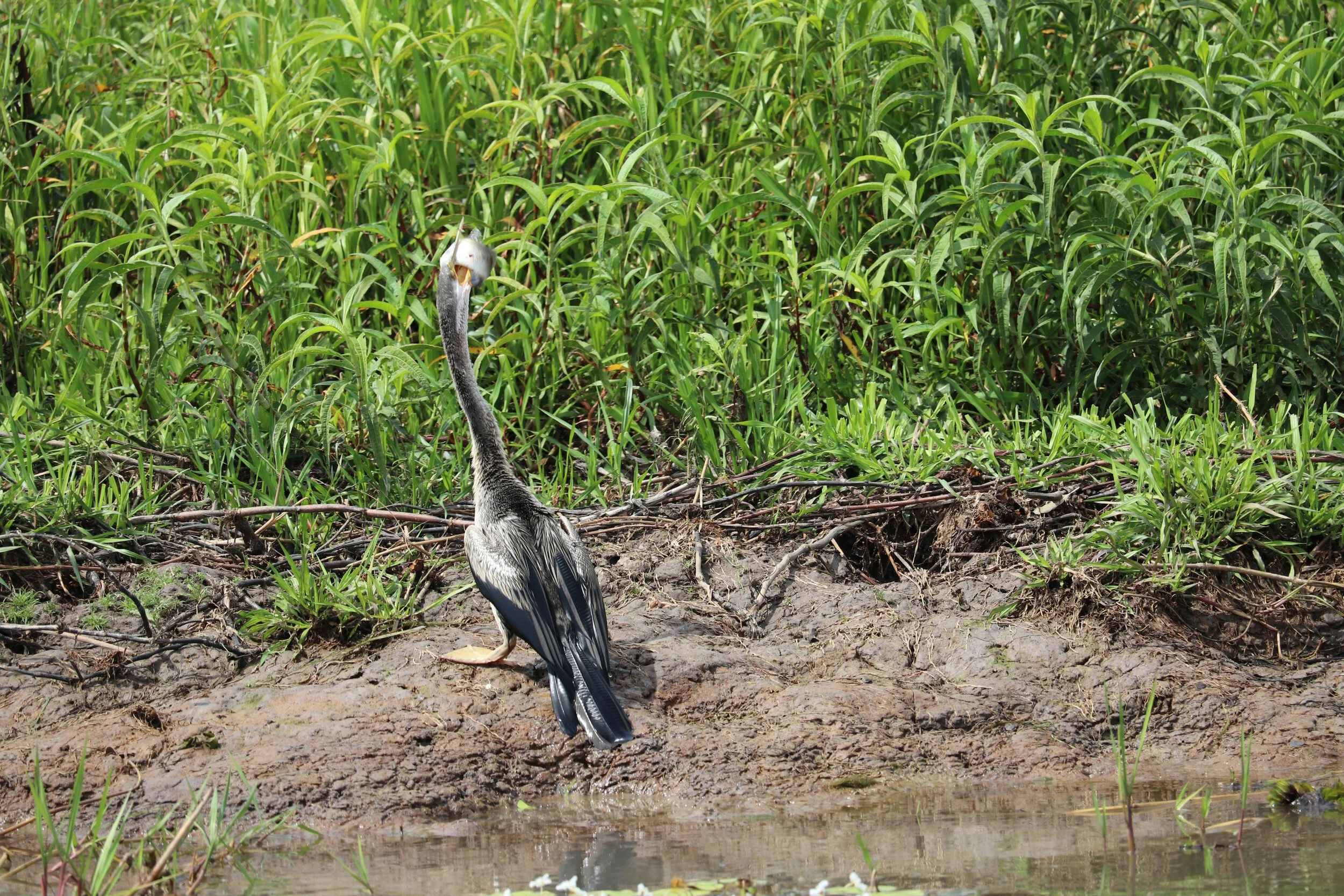 Lanscape - Australia