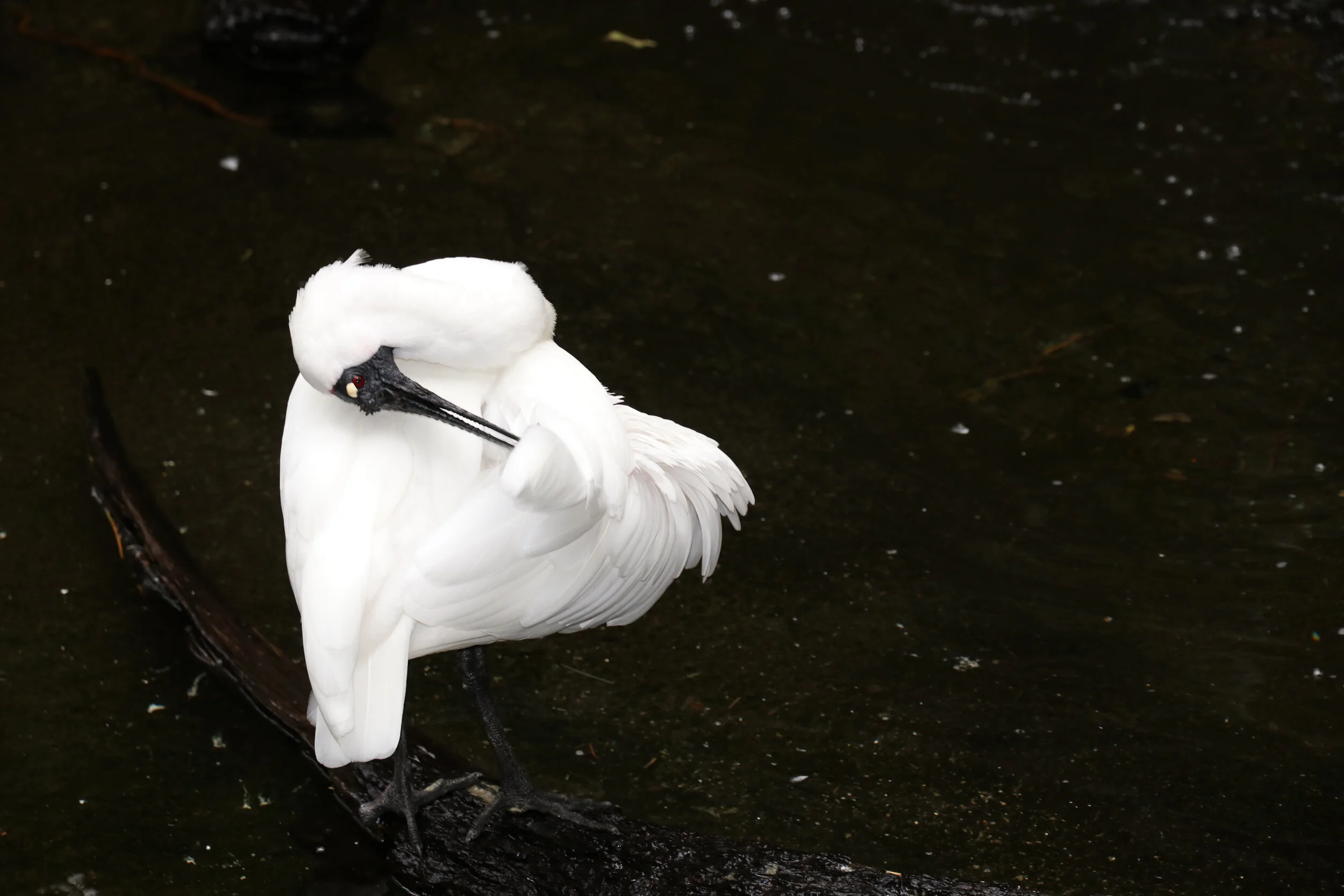 Lanscape - Australia