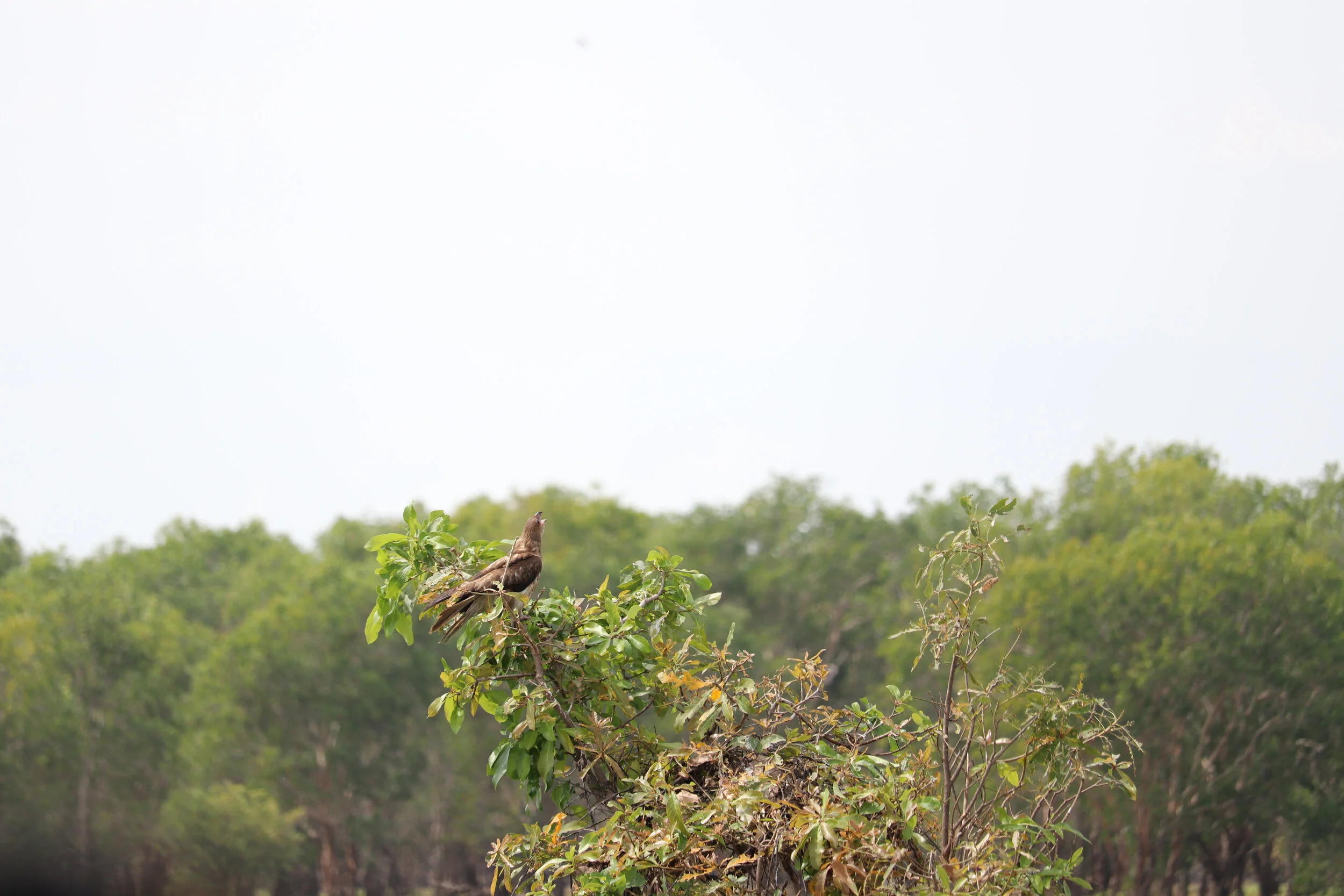 Lanscape - Australia