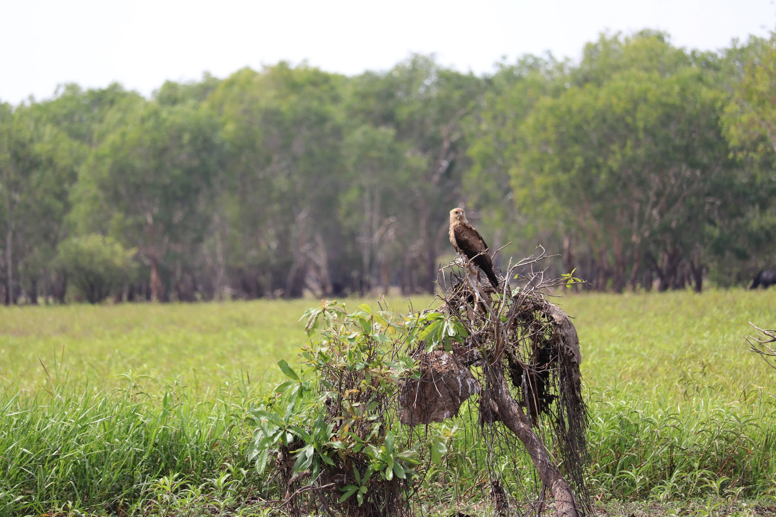 Lanscape - Australia
