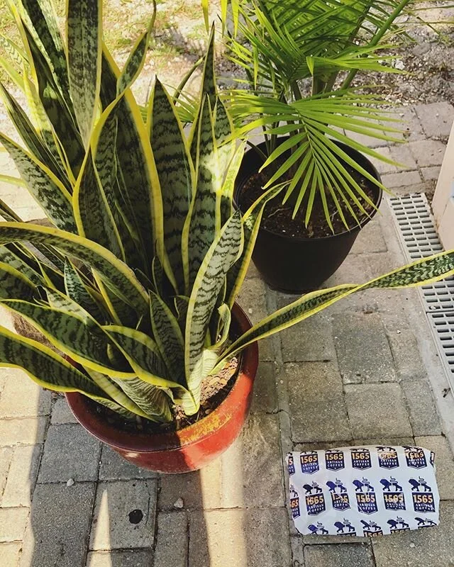 Seriously, these local deliveries never get old.  We&rsquo;re still rocking free delivery here in St. Augustine - All roast available online!