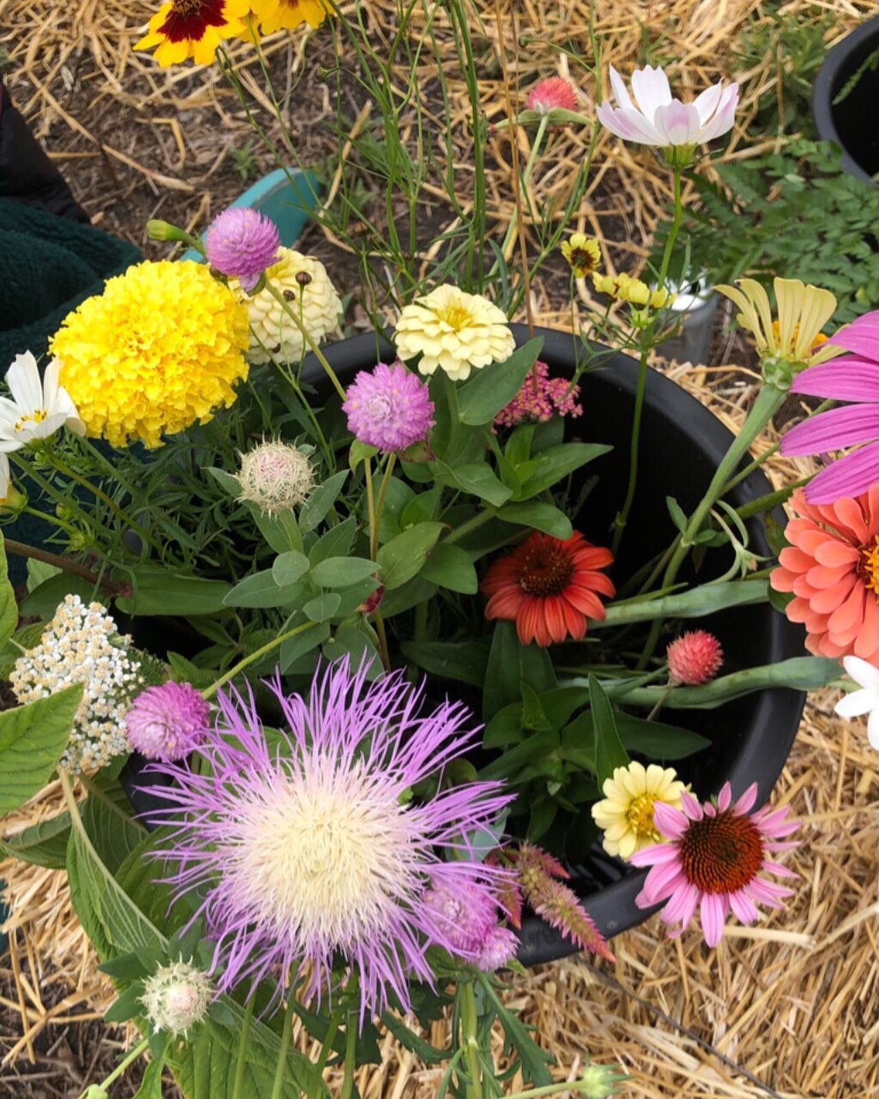 Bucket o&rsquo; flowers from @cassiopeiafarm