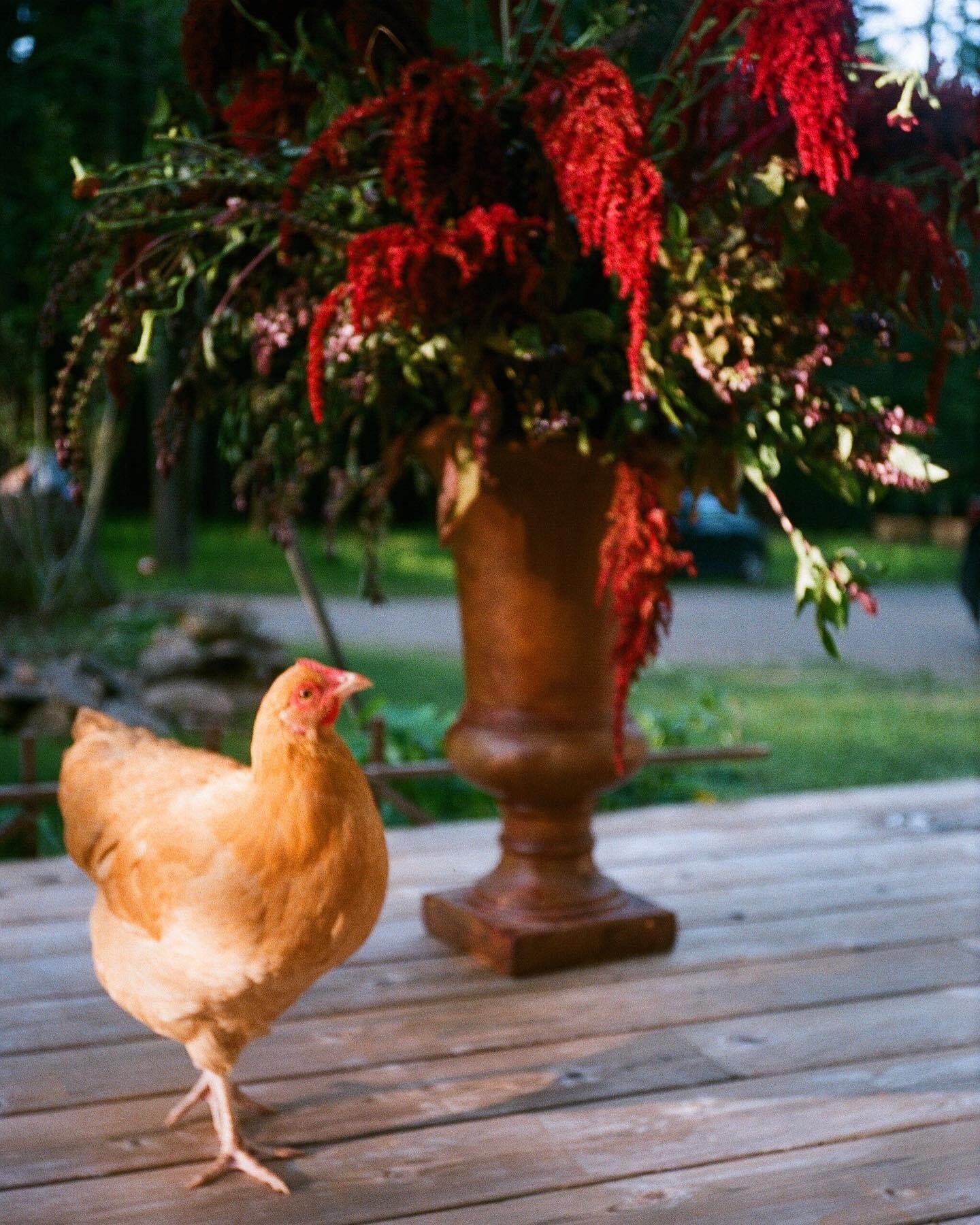 I love this moment in the floral season for the amaranth, coxcomb and celosia. Chickens particularly love amaranth too 🤎💔