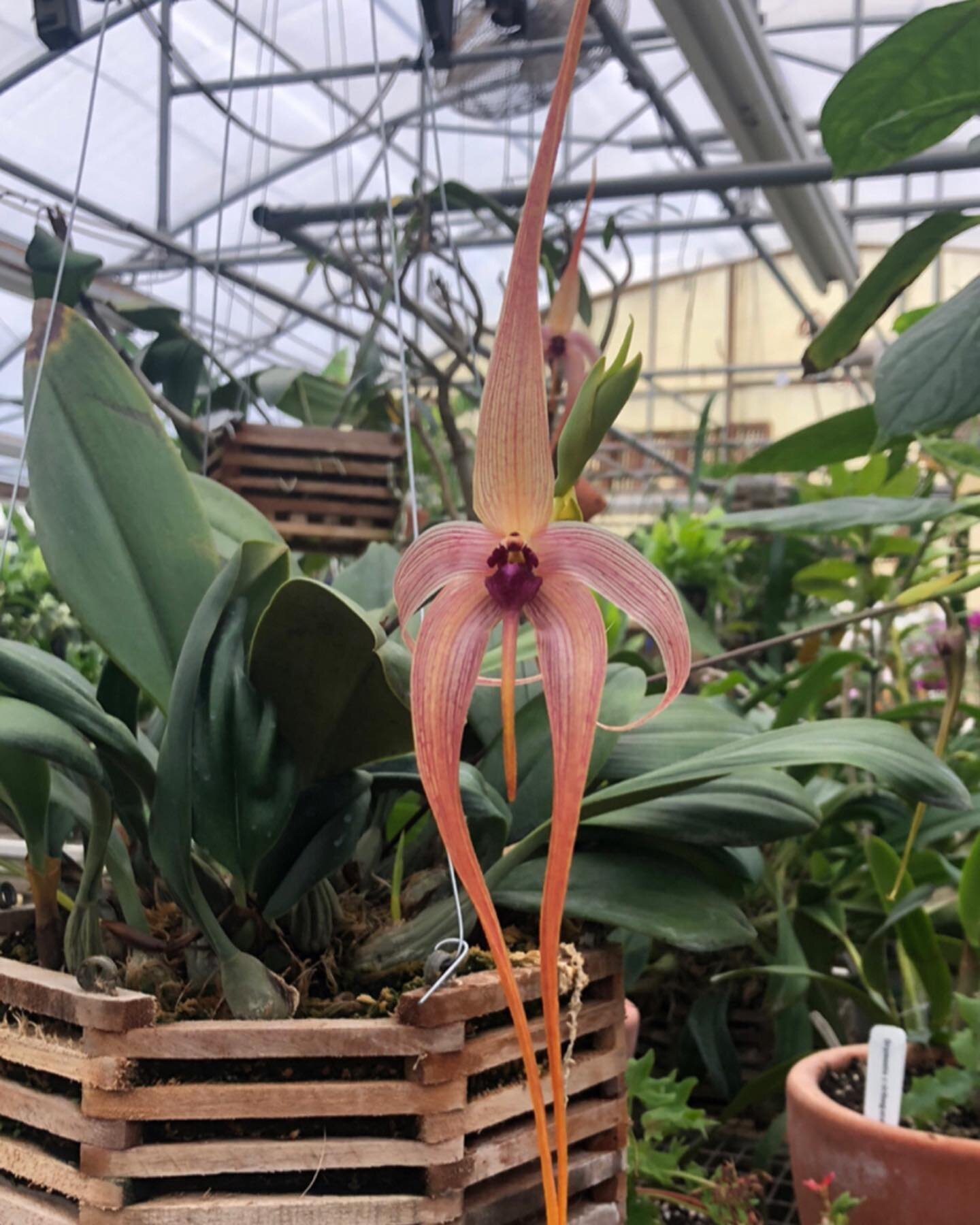 Unreal orchids in secret greenhouses