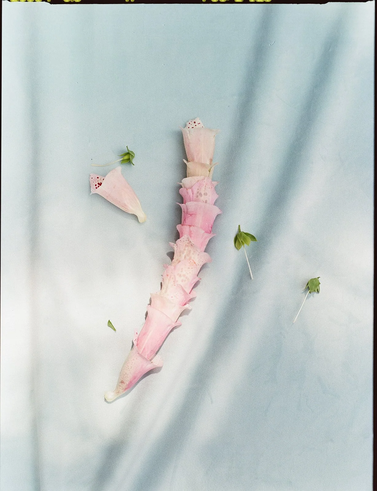  Bell and Bird  
Photographed by Ashlee Huff  
Bell and Bird Spring Lookbook