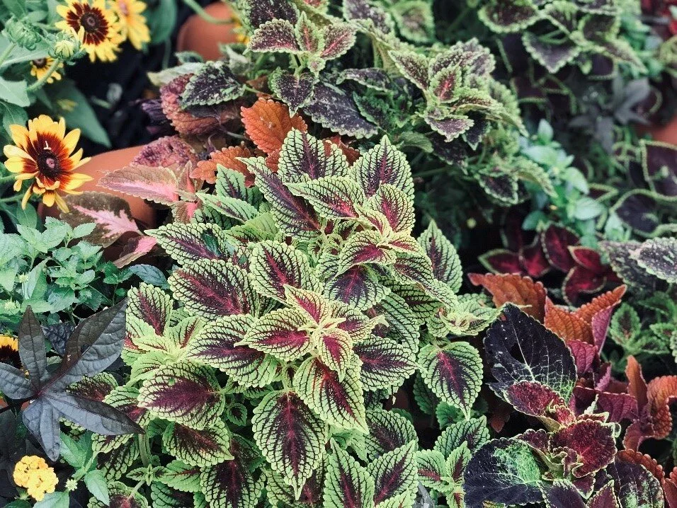 Chiming In: How Adding Plants to Your Workspace Can Lessen Stress