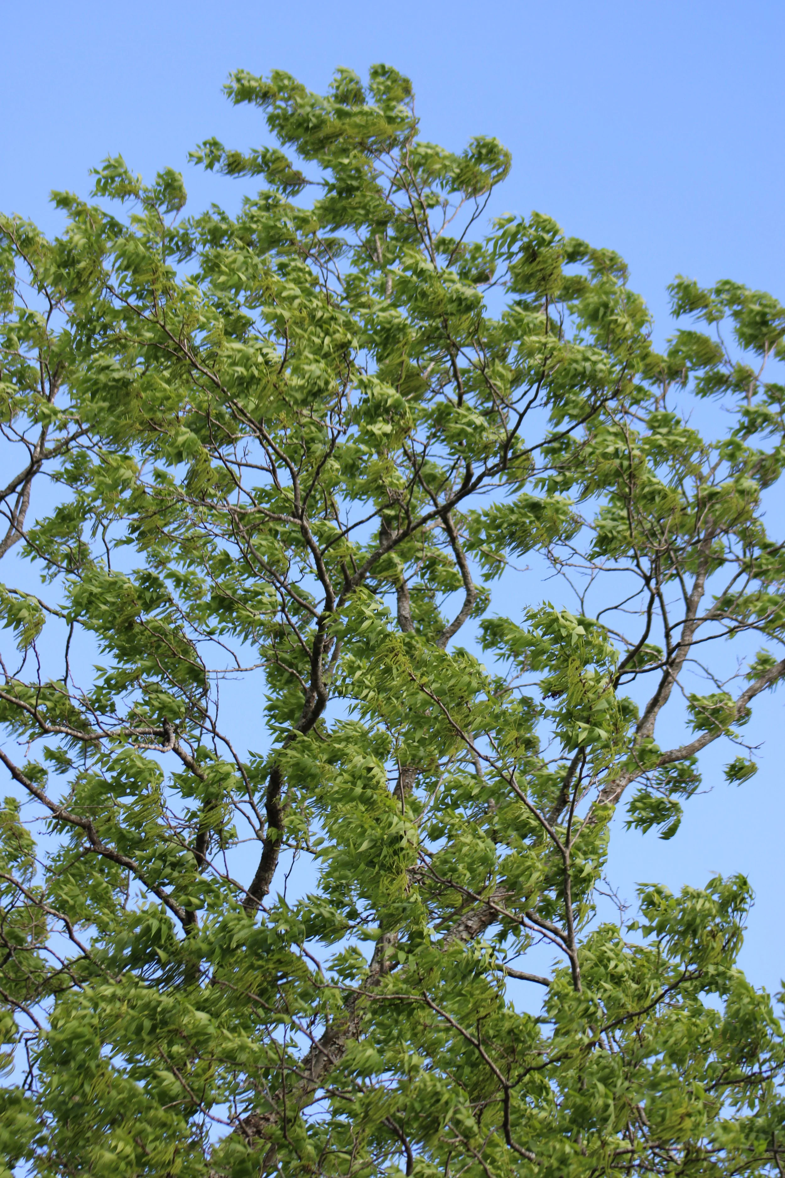 Battling allergies? It could be genetics