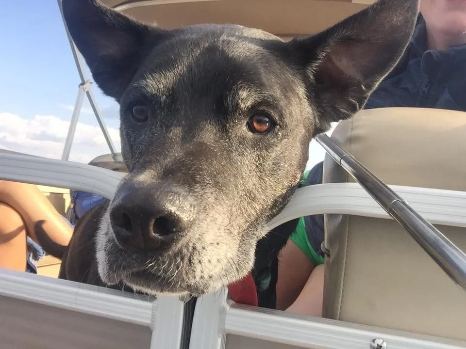 Ears flapping on the front of the 4th of July party boat on Lake Almanor. 