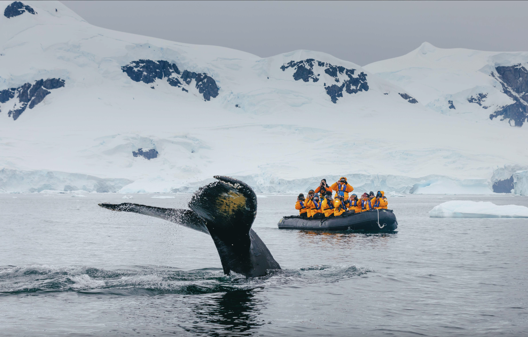 Whale watching in Antarctica.png
