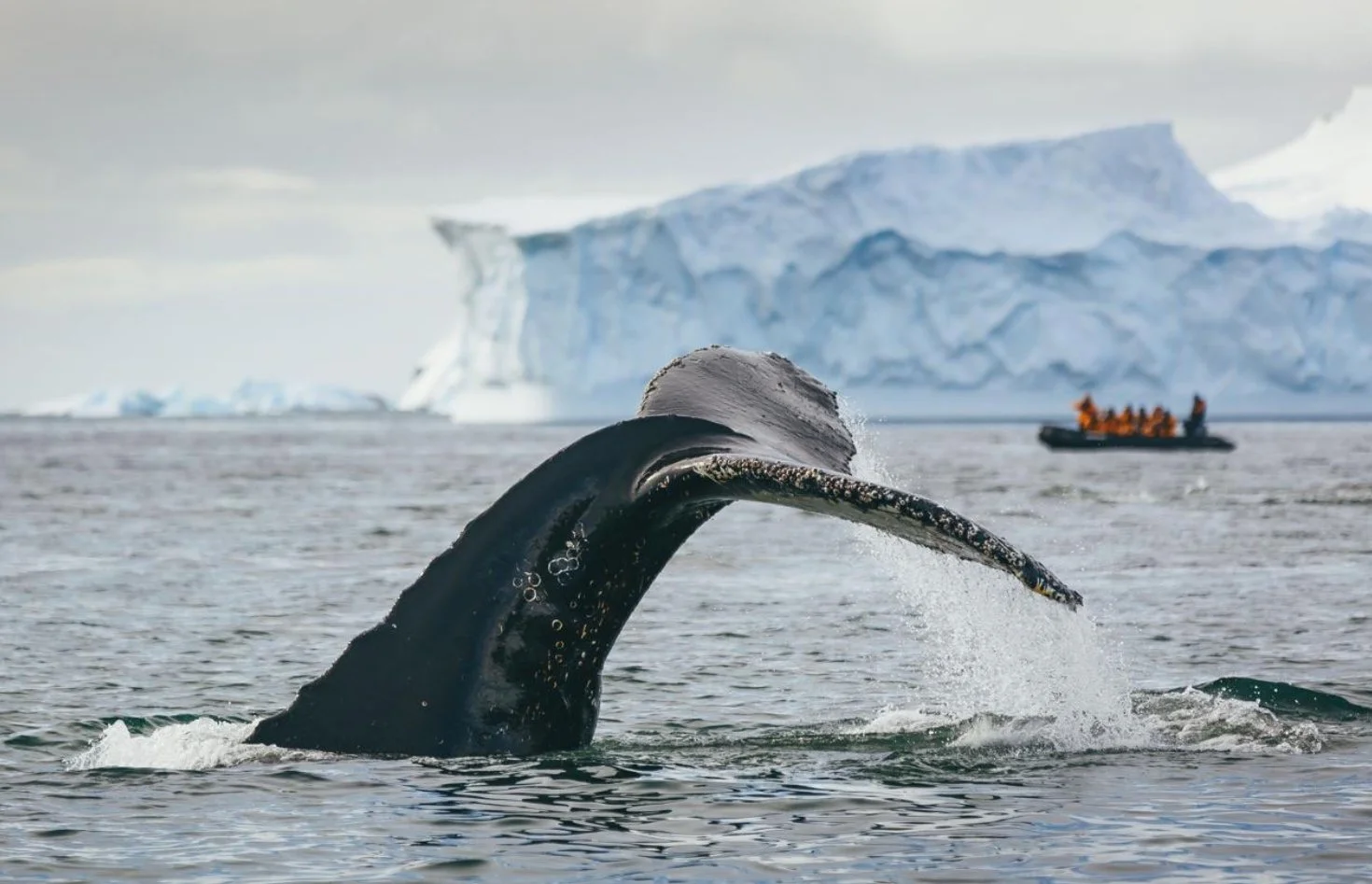 When is the best time to see whales on an Alaskan cruise?
