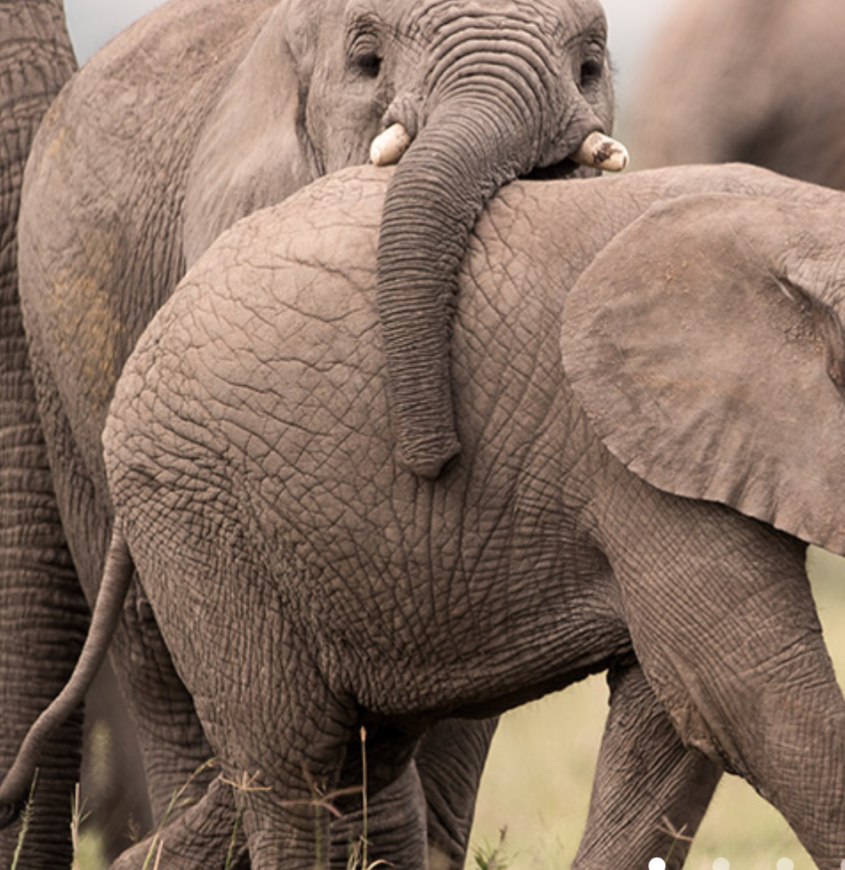 When is the best time of year to visit Botswana?