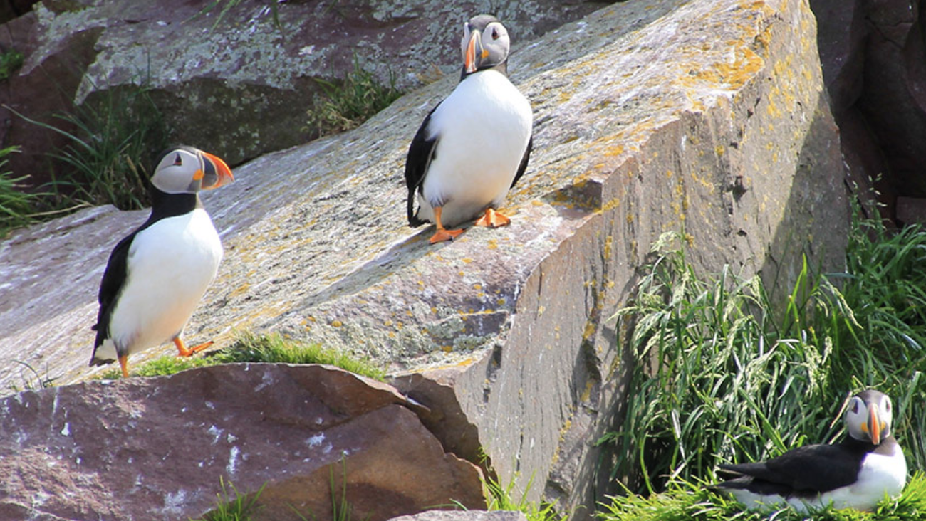 Newfoundland Puffins Photo - March 26, 2024.png