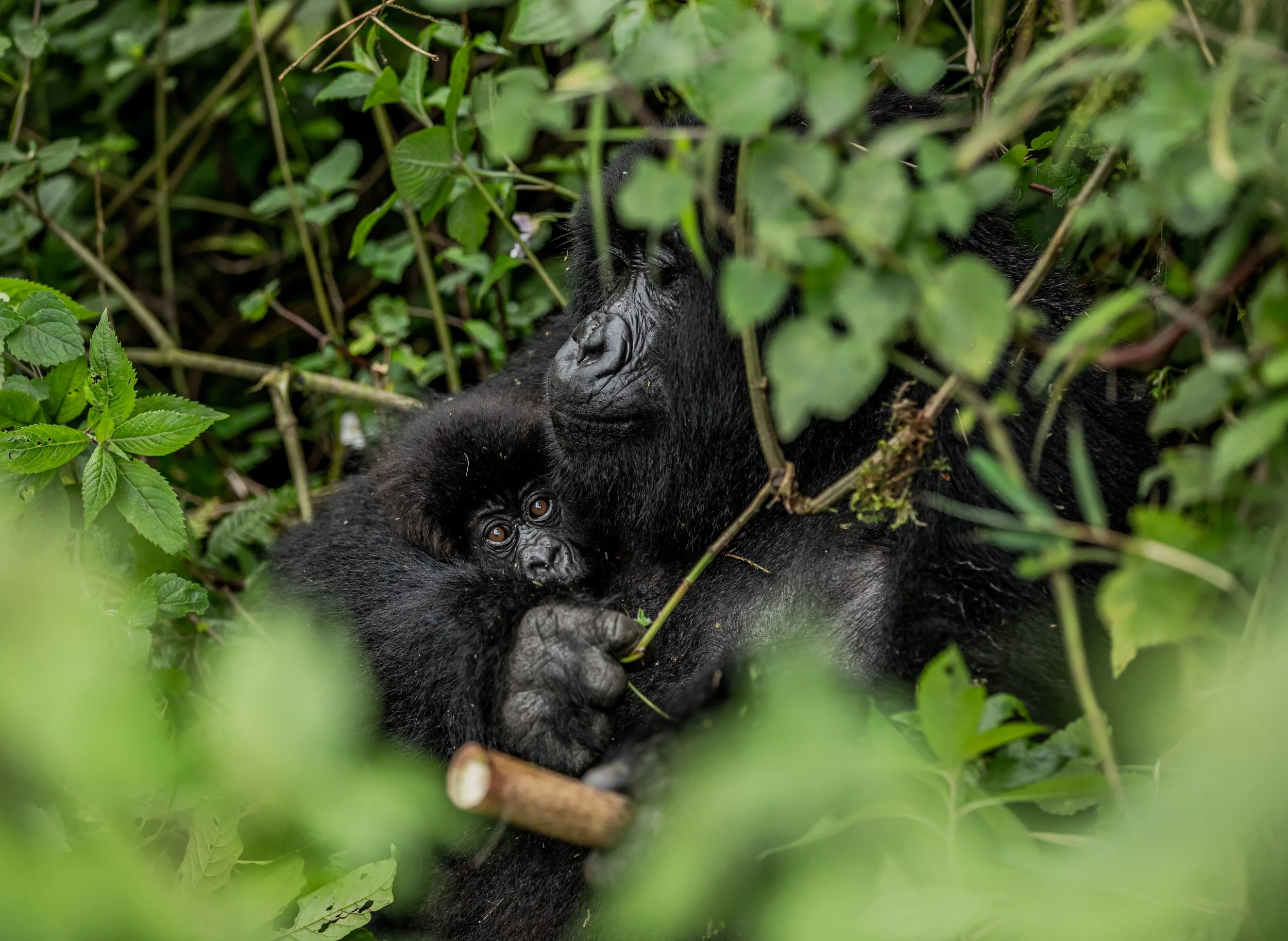 Best gorilla trekking, Rwanda or Uganda?