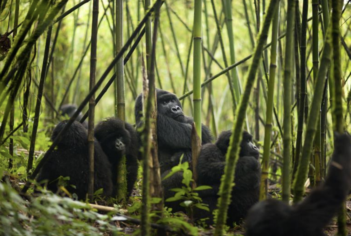 Gorilla Family Stock Image.png