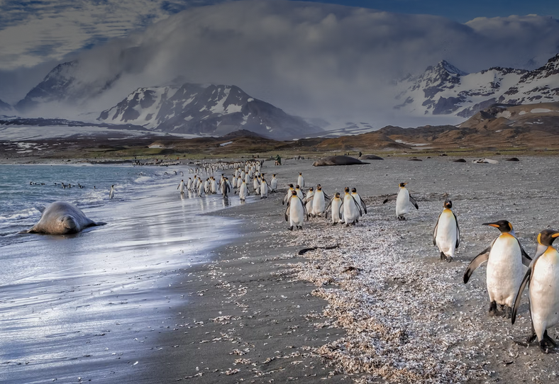 Before You Book Antarctica, Ask These Five Questions