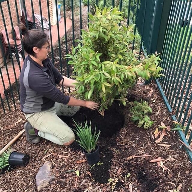 This morning the teachers and parent volunteer maintenance coordinator Mim from Green Living Landscapes worked to plant a huge amount of indigenous plants and trees in our playground. We were able to buy these plants as we were successful in pitching