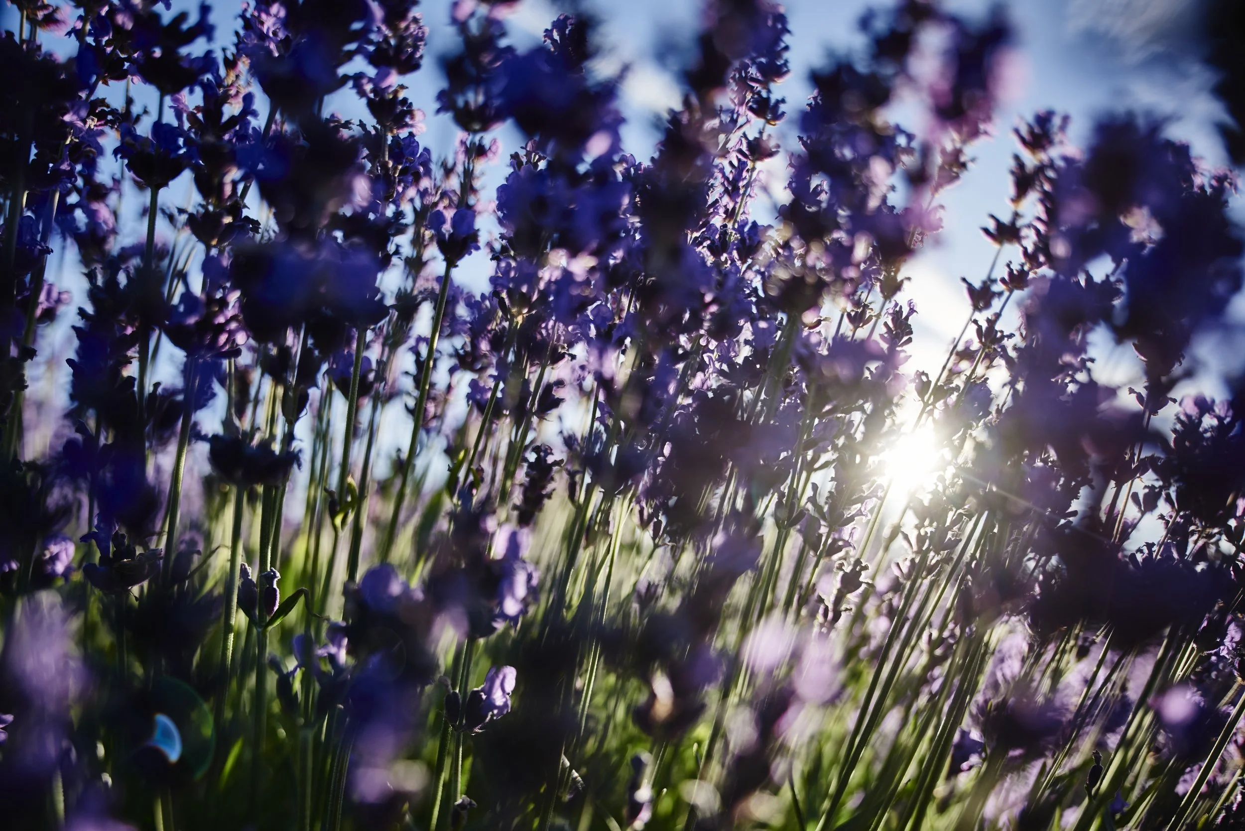 20160629_Acre LavendeD81_9800.jpg