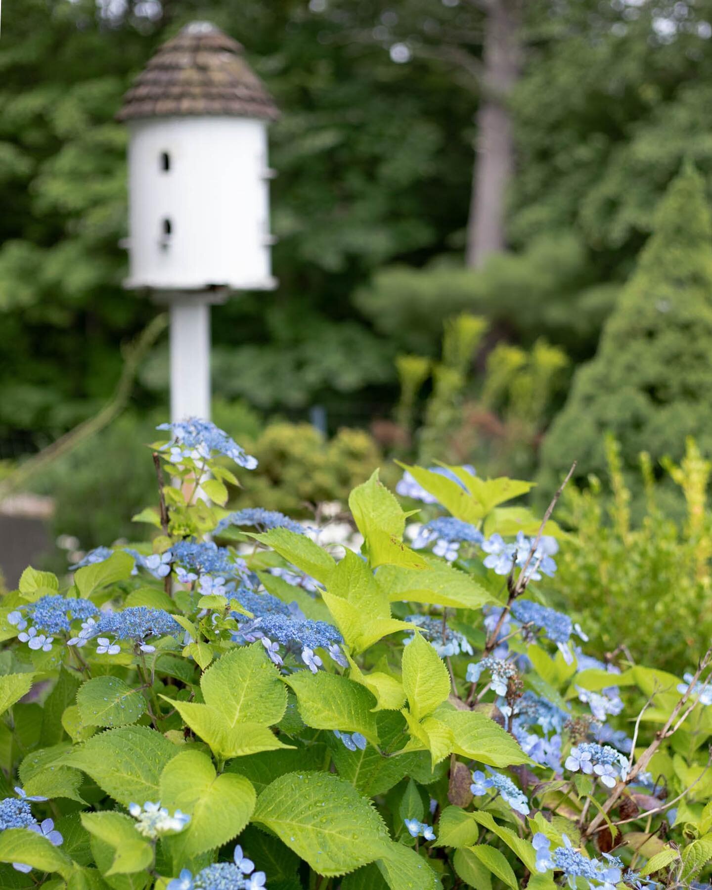 These stunning, lacy blue hydrangeas are in full bloom at my brother and sister-in-law&rsquo;s new home. They&rsquo;ve yet to see them, or the house, in person. They bought it just by us FaceTime-ing them through it. But the keys were in my hand Frid