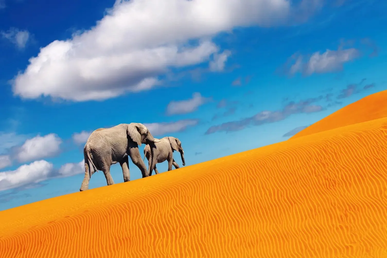 Elephants20-20namibia20-20istock.jpeg