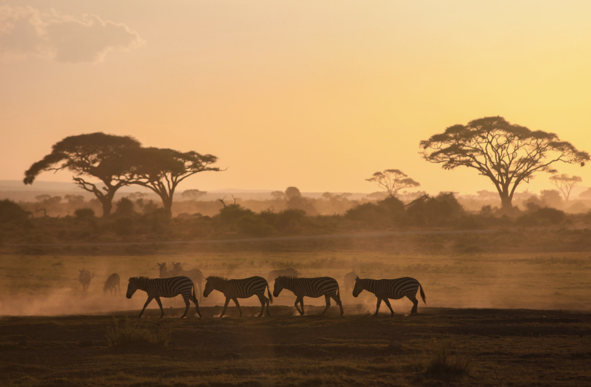 Wedgewood East Africa