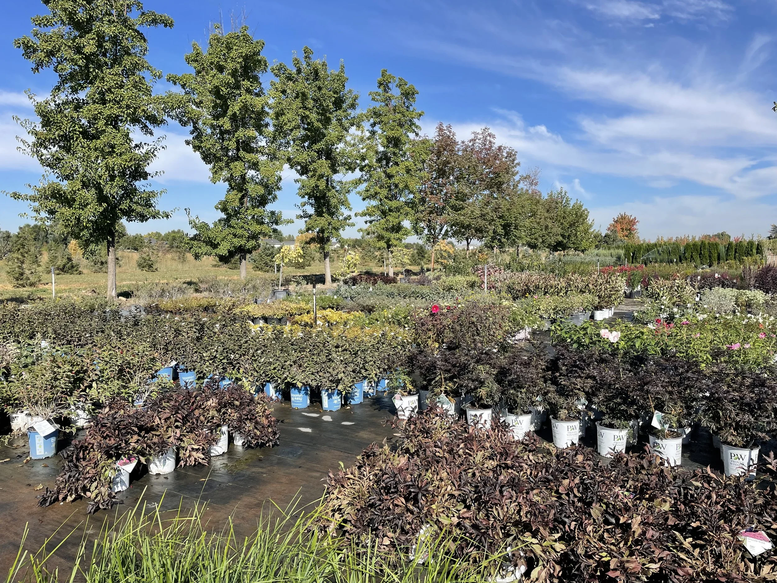 Arbor Farms Nursery