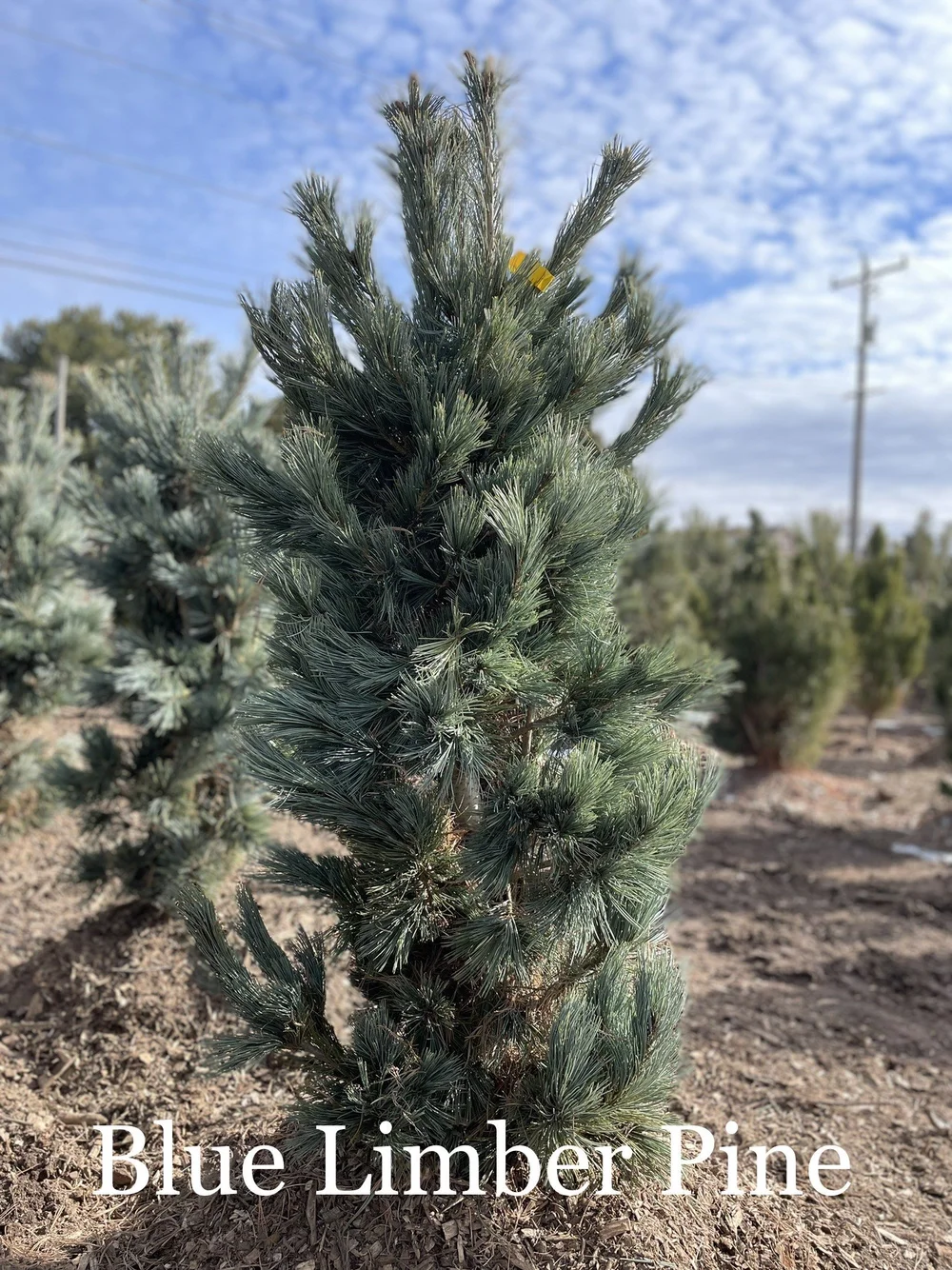 Sell — Arbor Farms Nursery