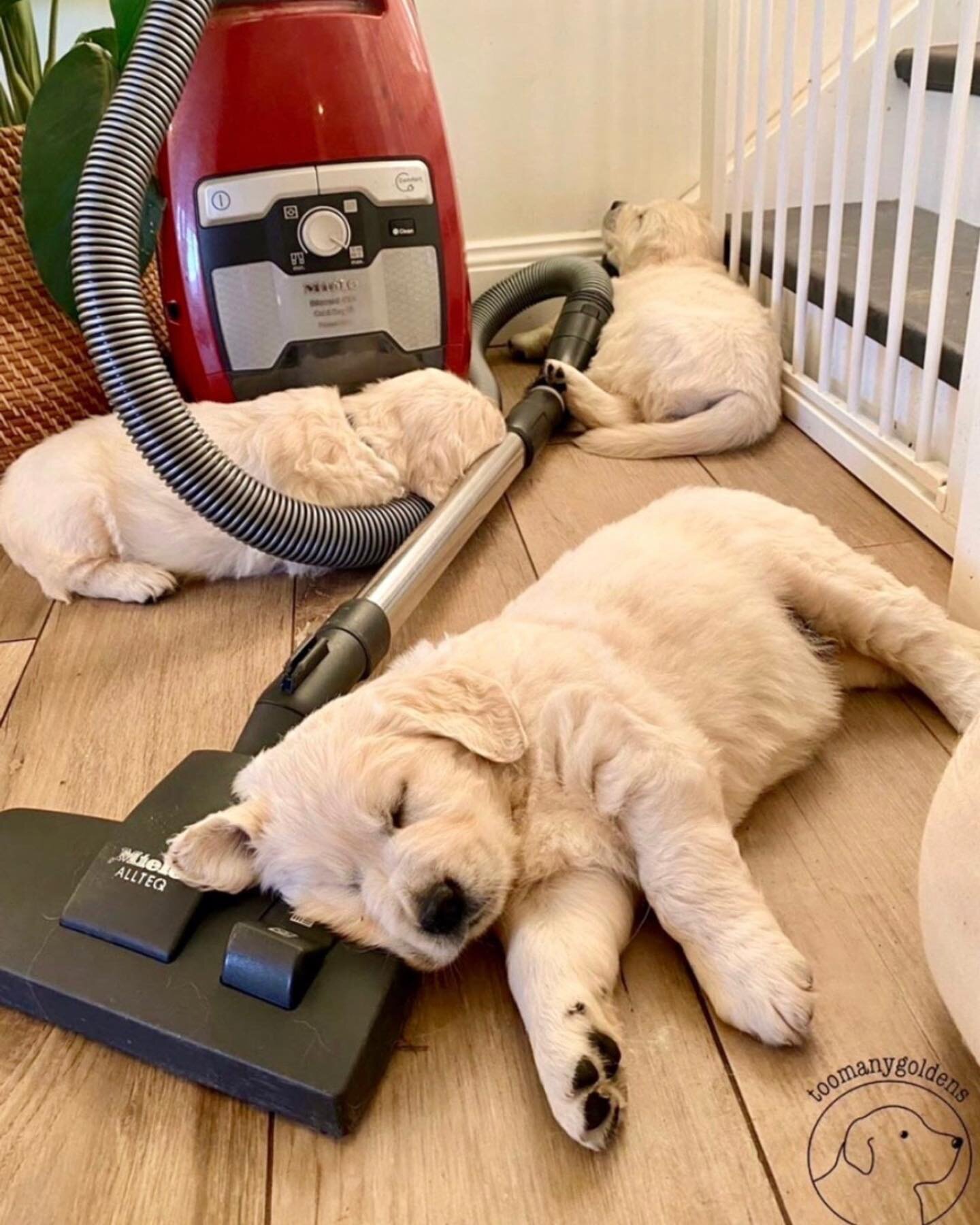 Vacuuming is &lsquo;ruff&rsquo; work. (dog emoji) @toomanygoldens