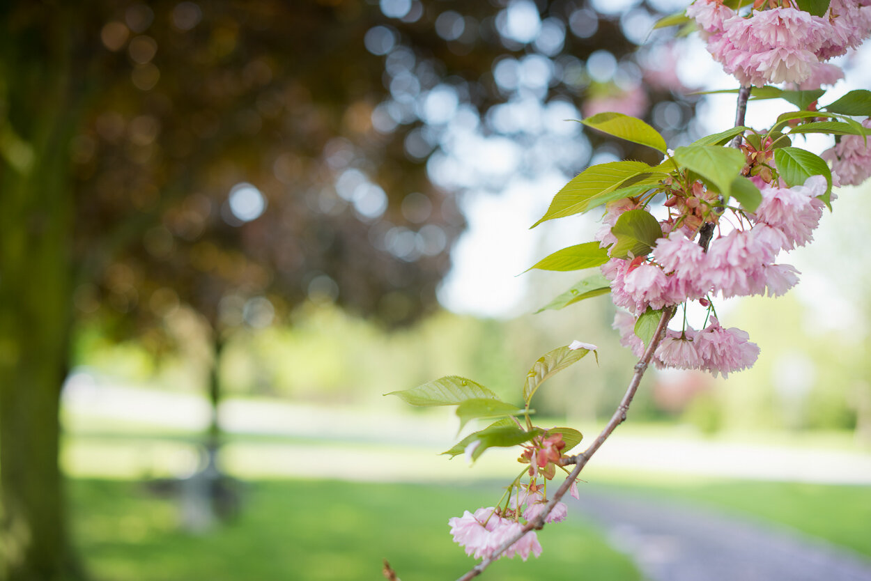 love-always-photography-niagara-gta-niagara-spring-blossom-mini-sessions-003.jpg