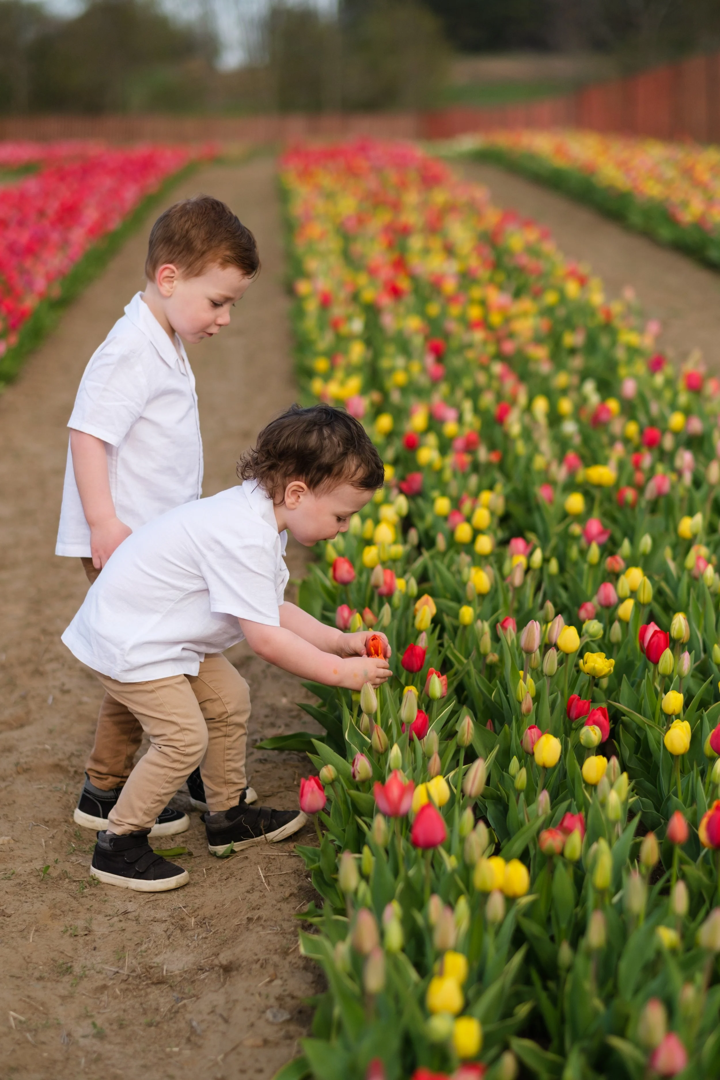 2025-04-30- Tulip Field Minis- Lyndsey-0017.jpg