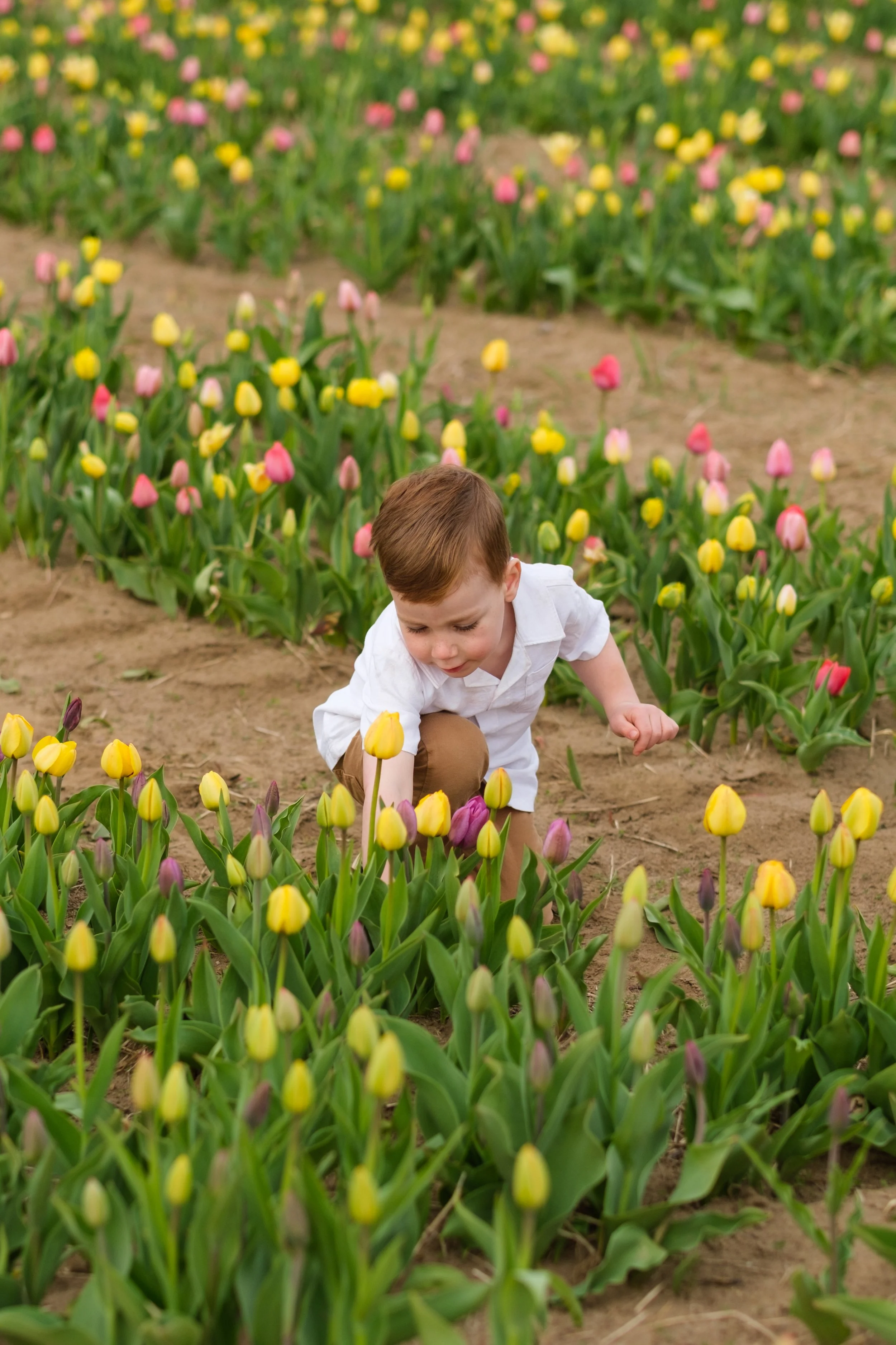 2025-04-30- Tulip Field Minis- Lyndsey-0051.jpg