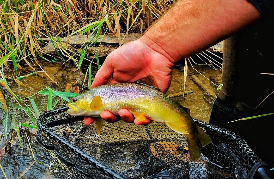A healthy looking brown trout, my first fish caught in The White River.