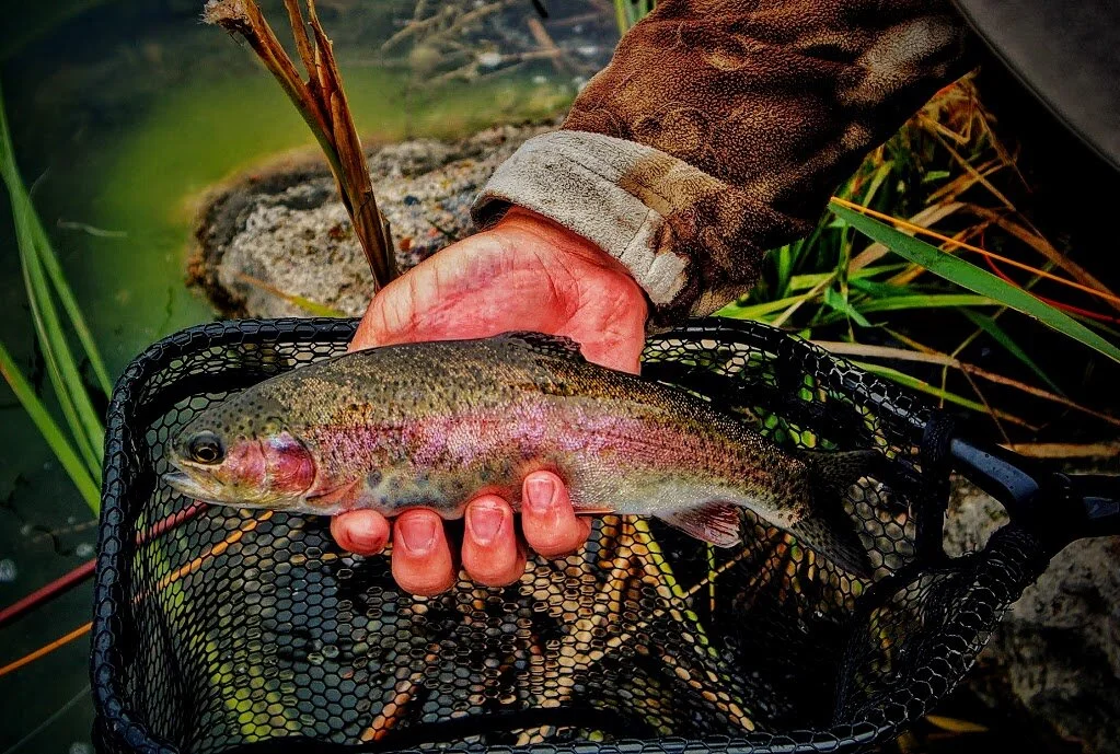 My first Carter P Reservoir rainbow trout.