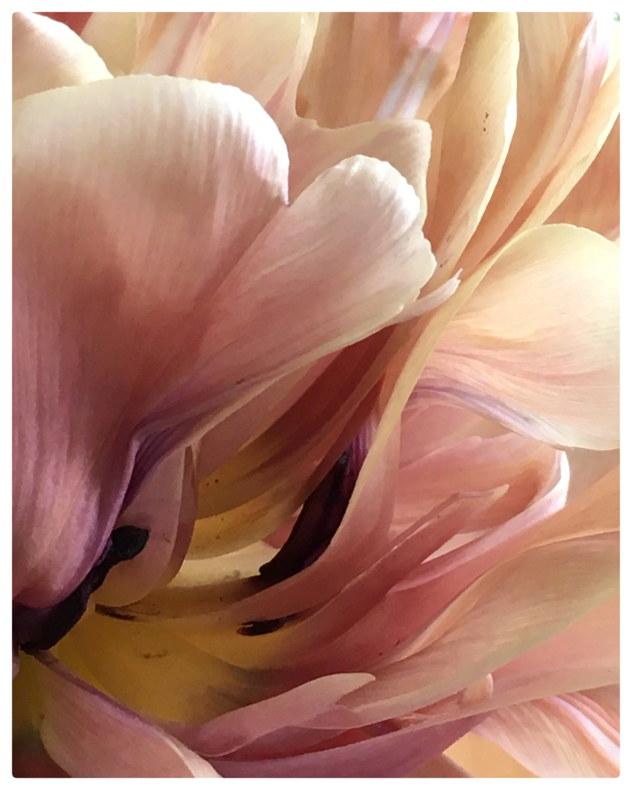 close up of pink tulip petals