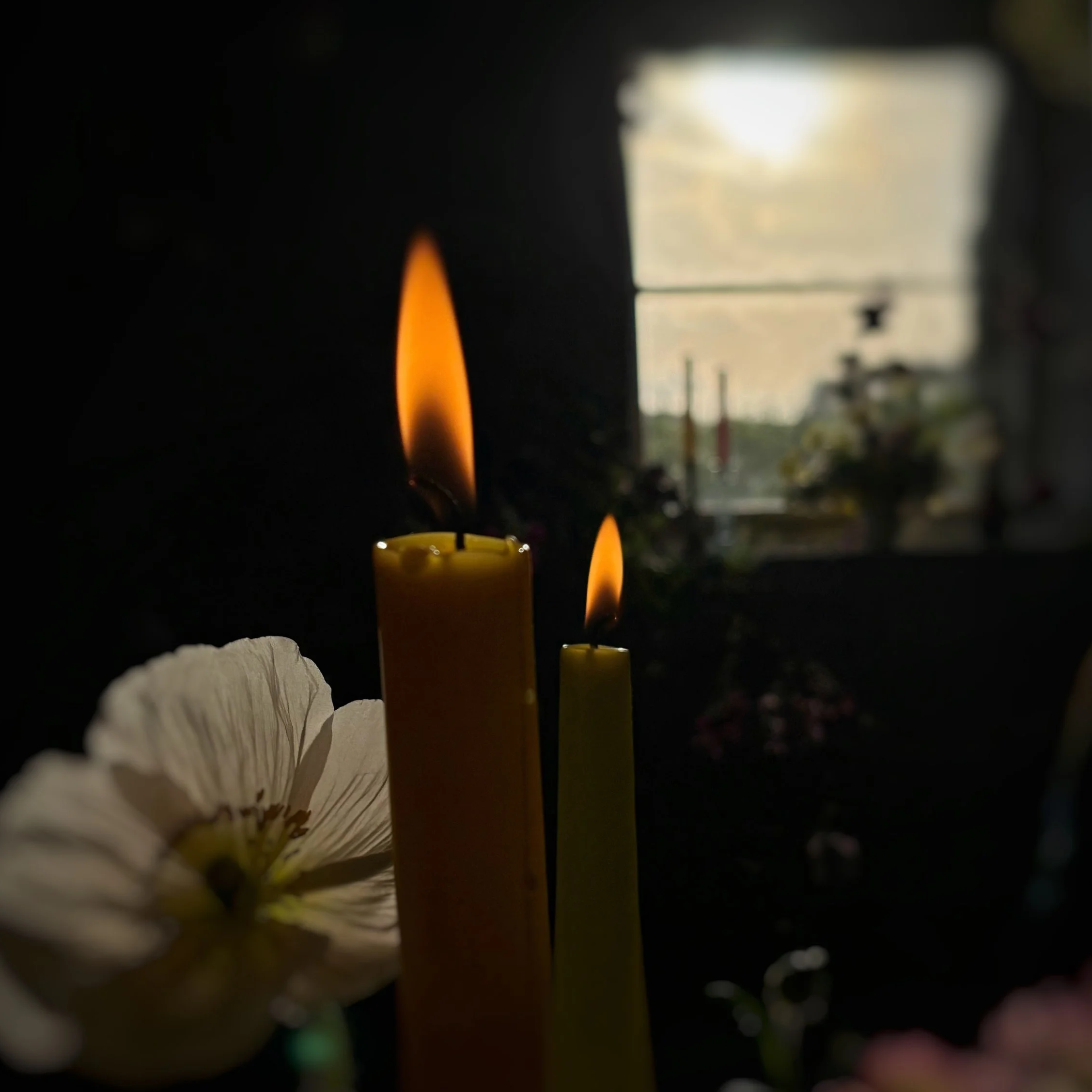 Two lit candles, one yellow and one light green, with a blooming white flower and pink flowers in the foreground. A window with a view of the outdoors is in the background, with soft natural light illuminating the scene.