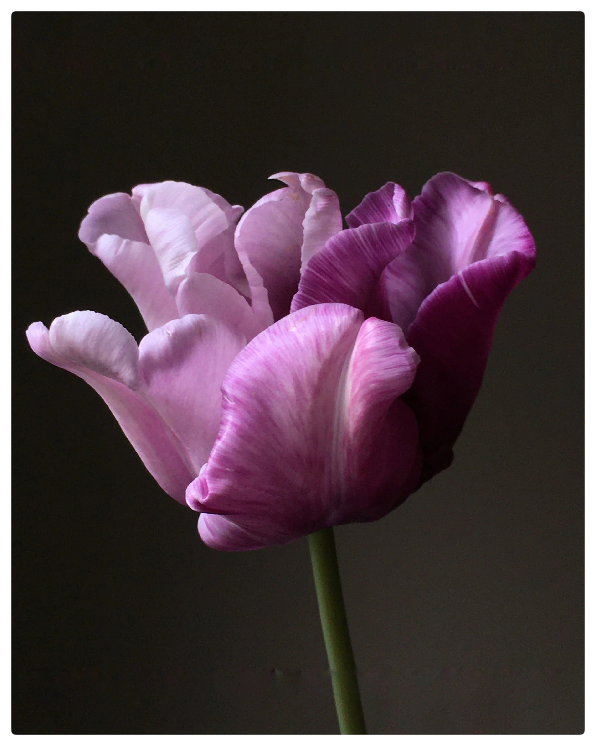 purple tulip painted